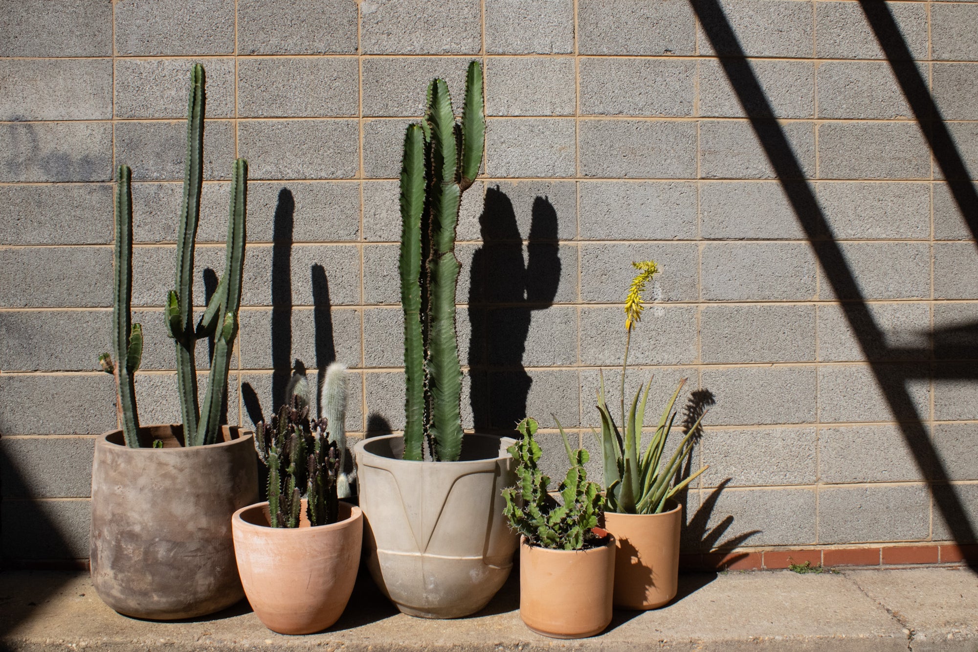 Bring Nature Home with REWILD