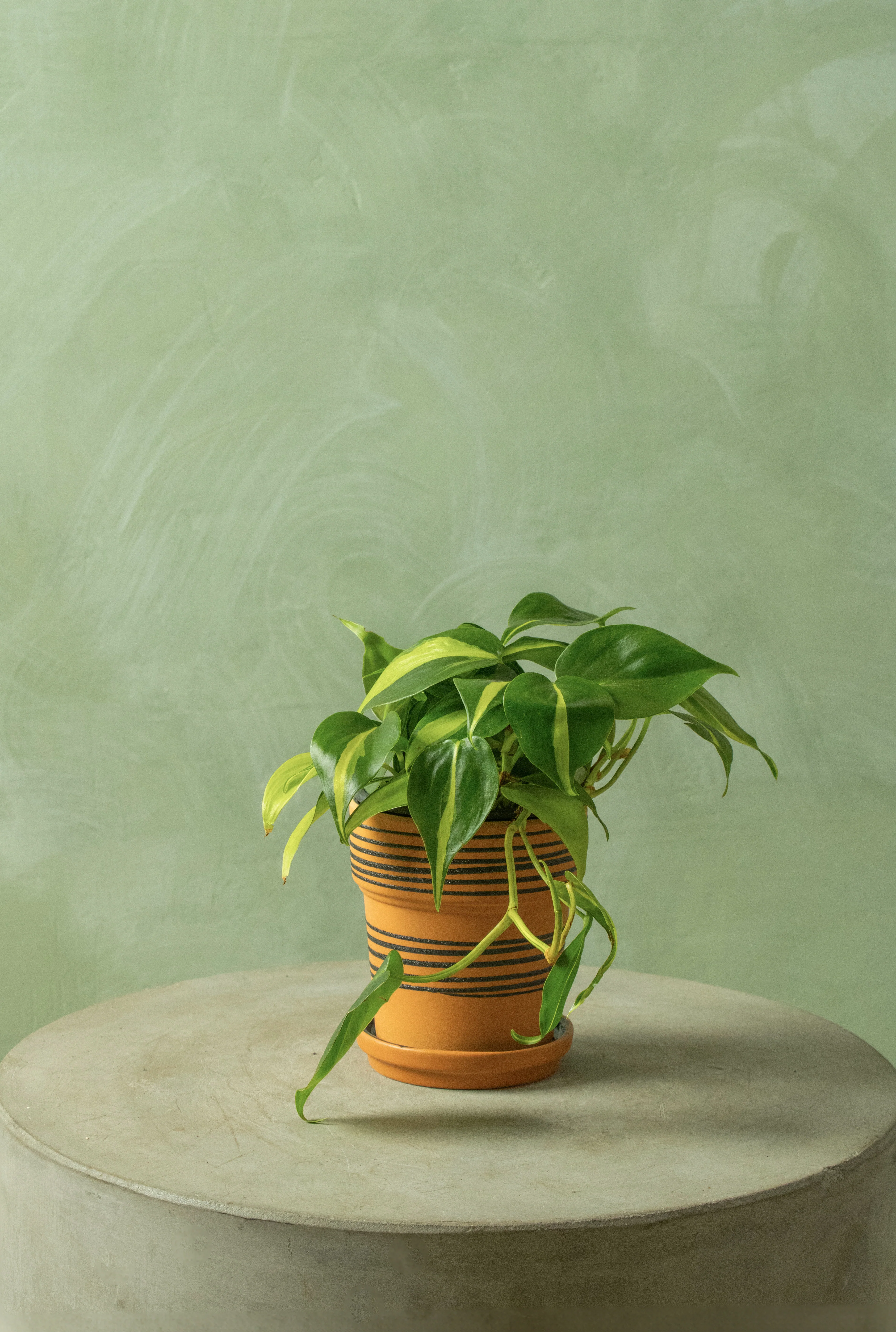 Potted 4" Philodendron 'Brasil'