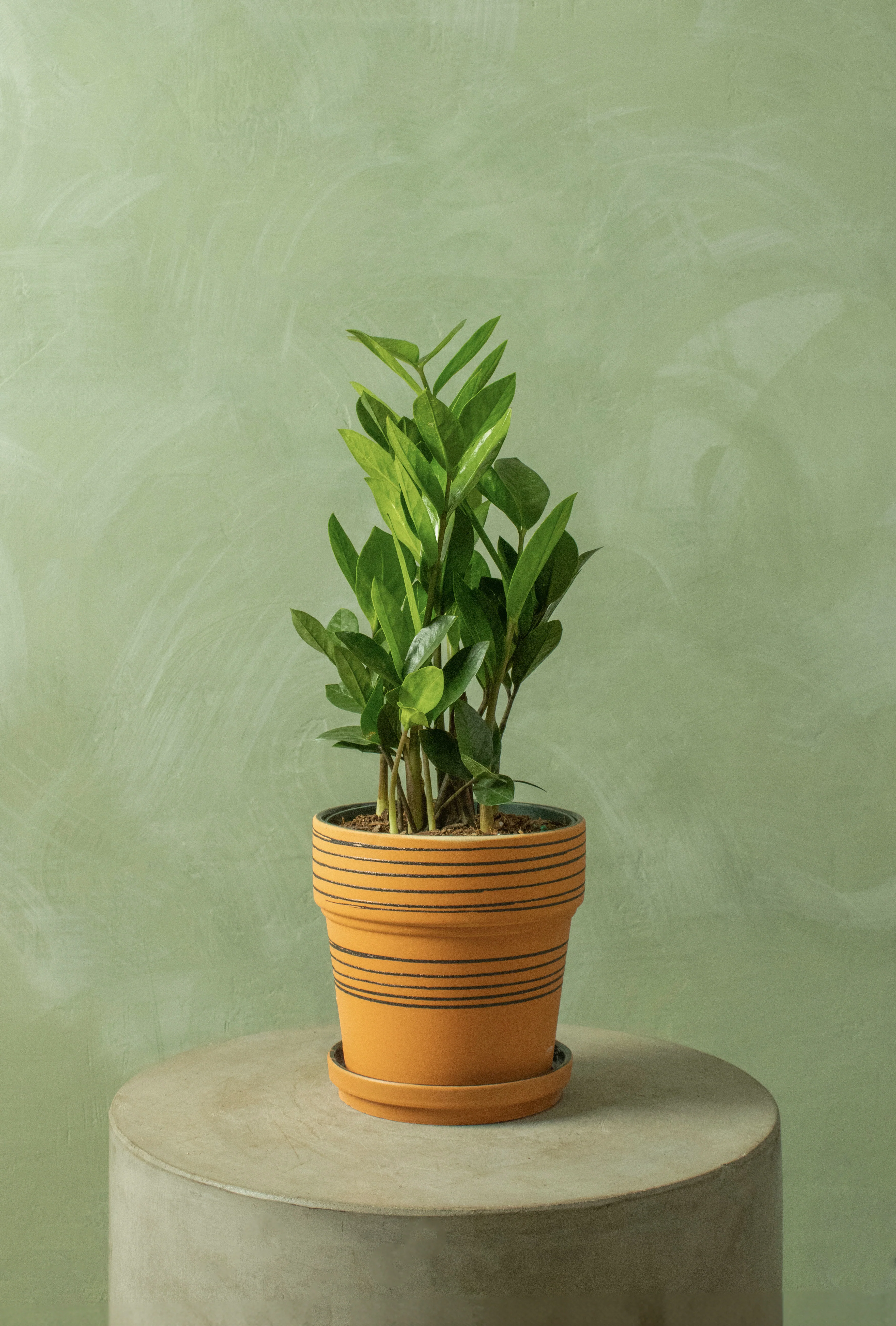Potted 6.5" ZZ Plant