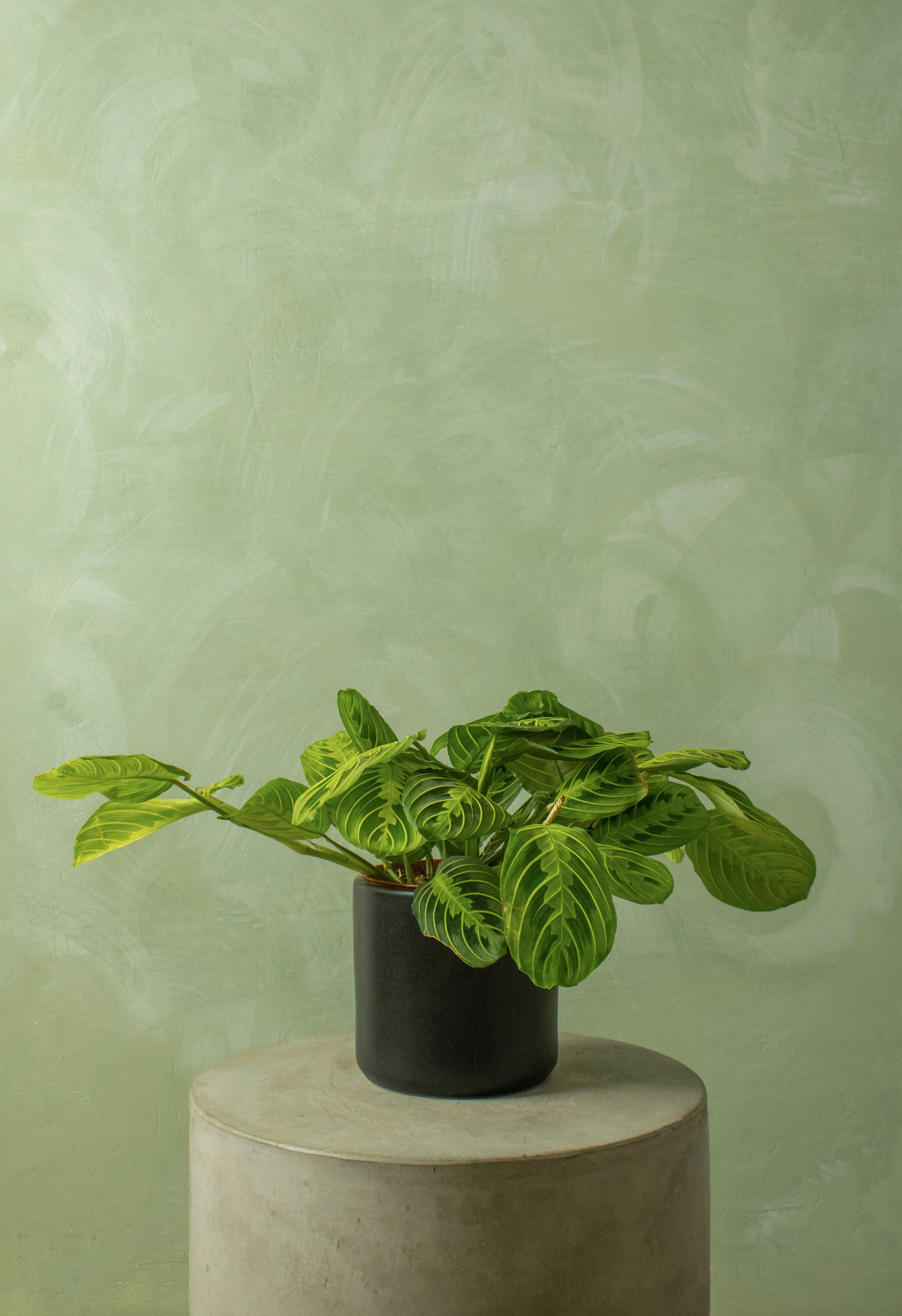 Potted 6" Lemon Maranta - Image 2