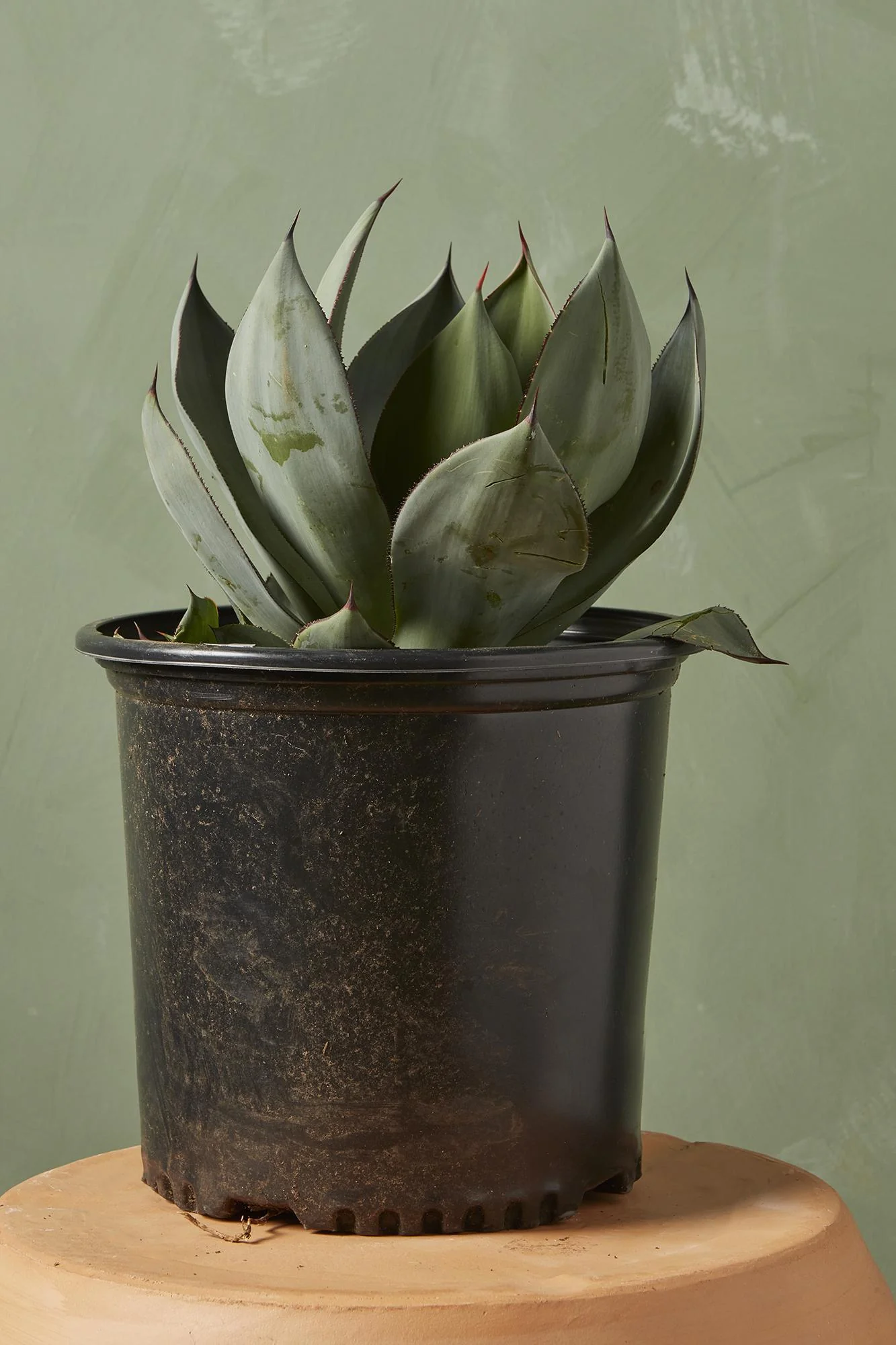 Agave 'Blue Glow'