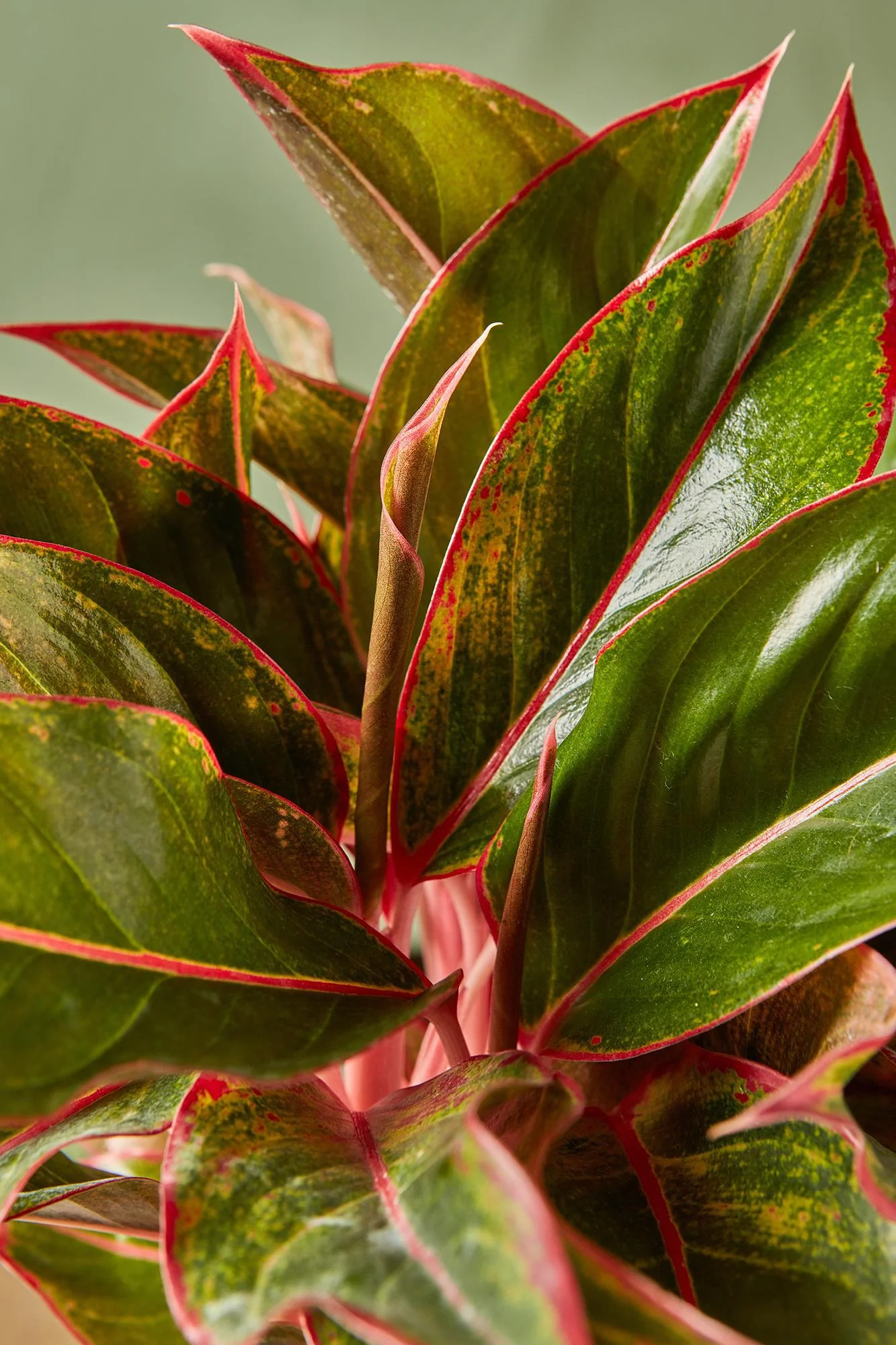 Aglaonema 'Pink Diamond'