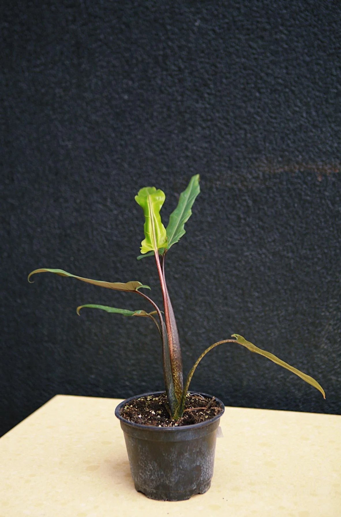 Alocasia 'Purple Sword'