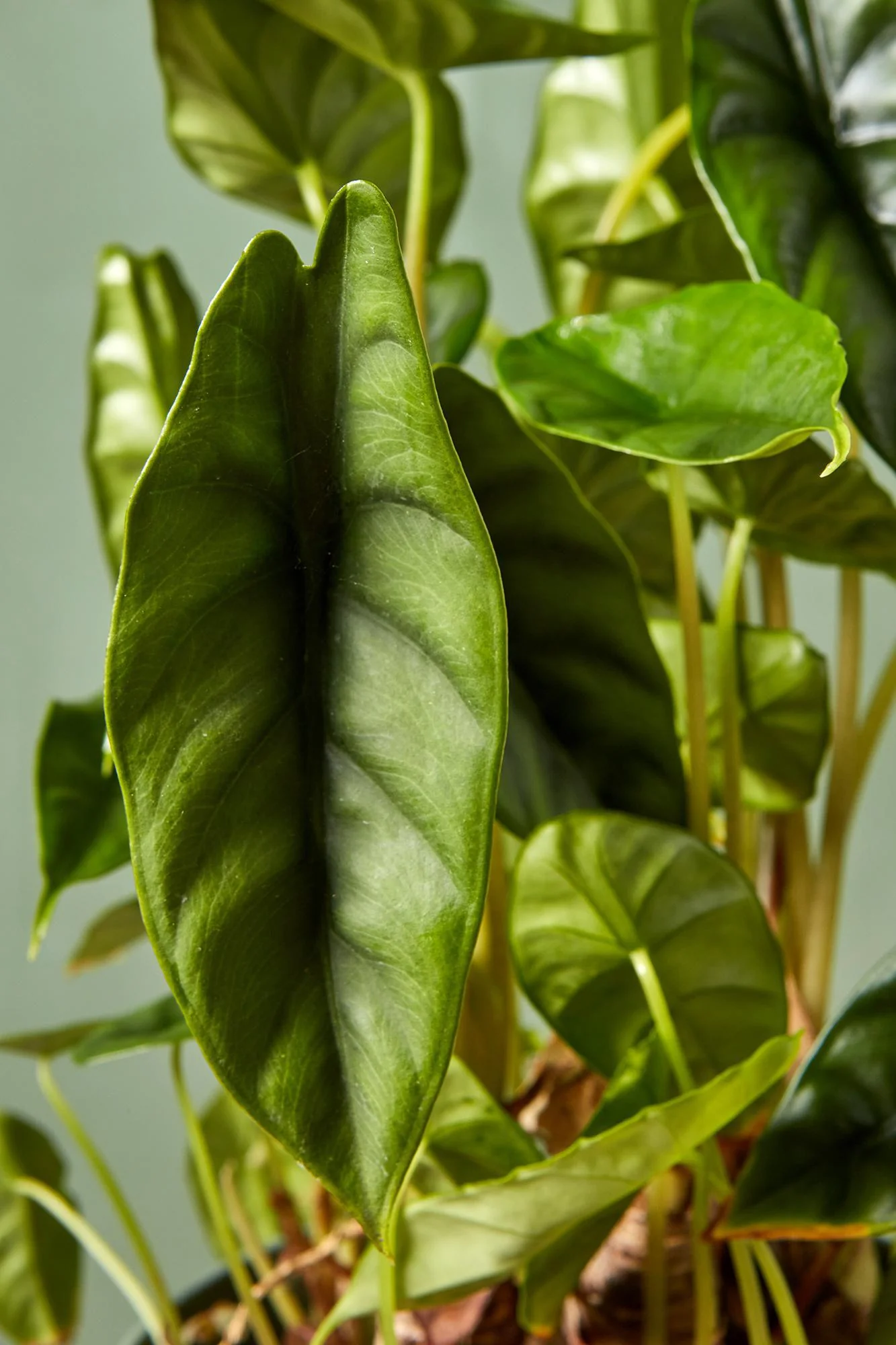 Alocasia venusta