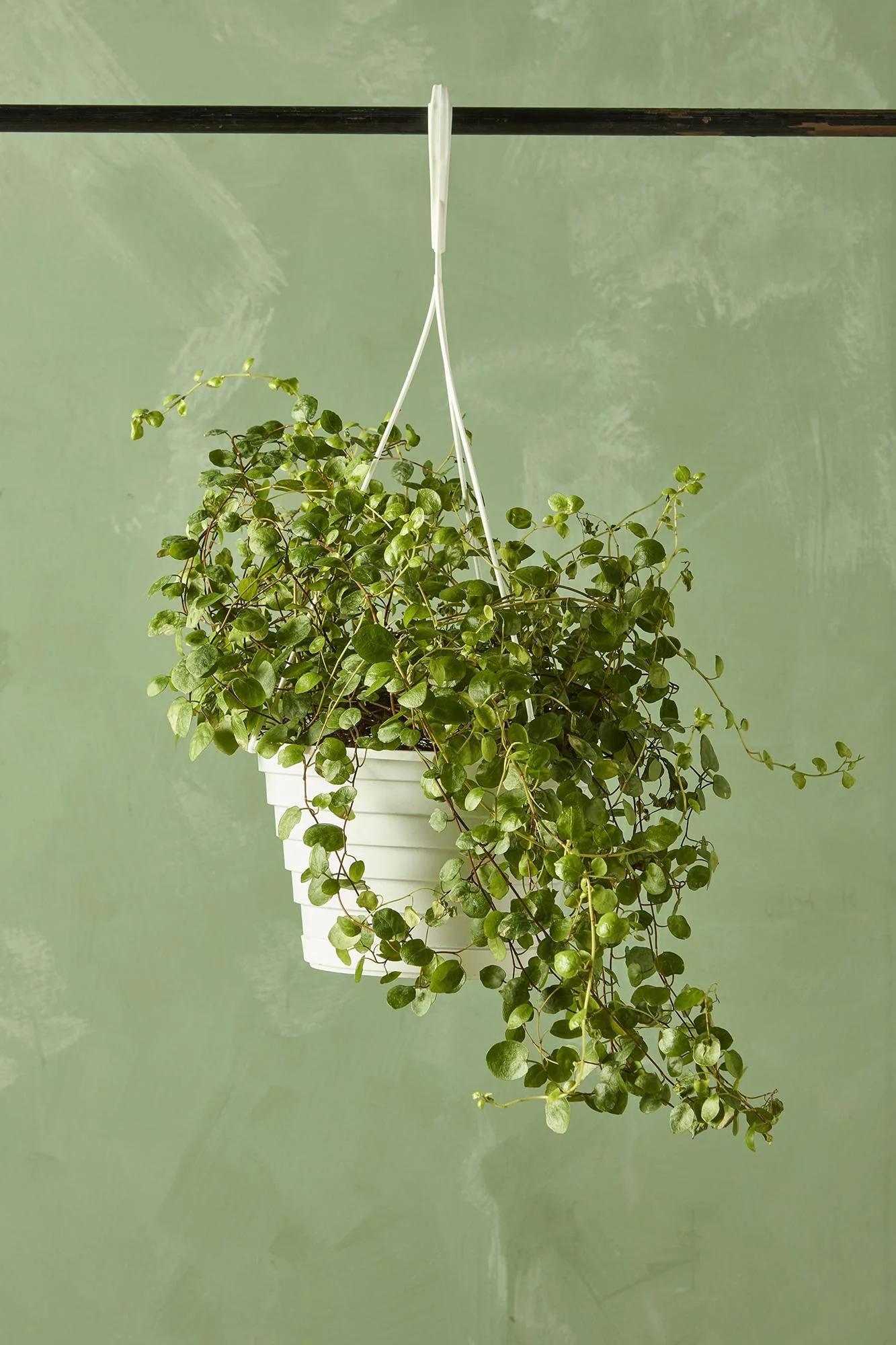 Angel Vine