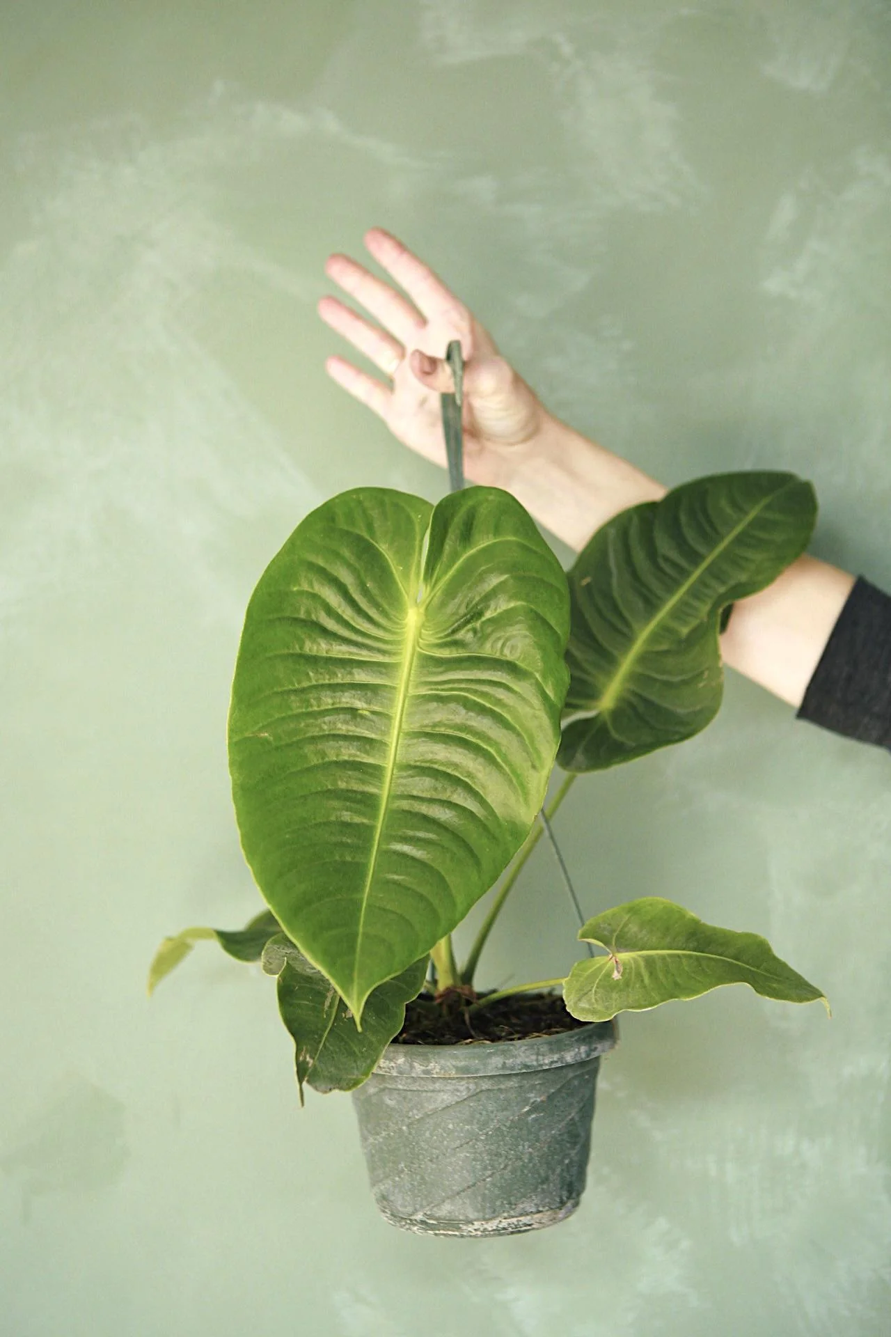 King Anthurium