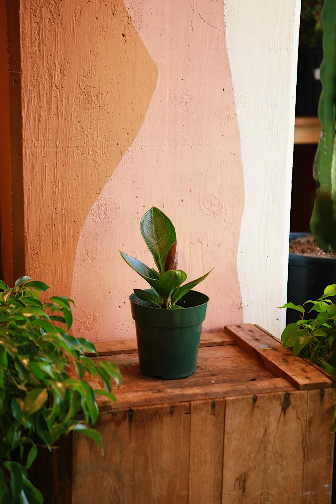 Anthurium 'Cobra'