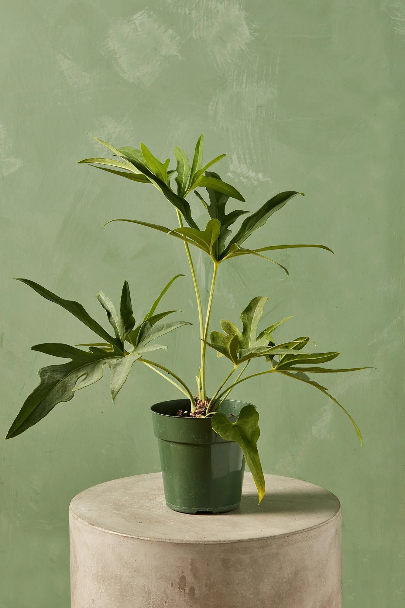 Anthurium podophyllum