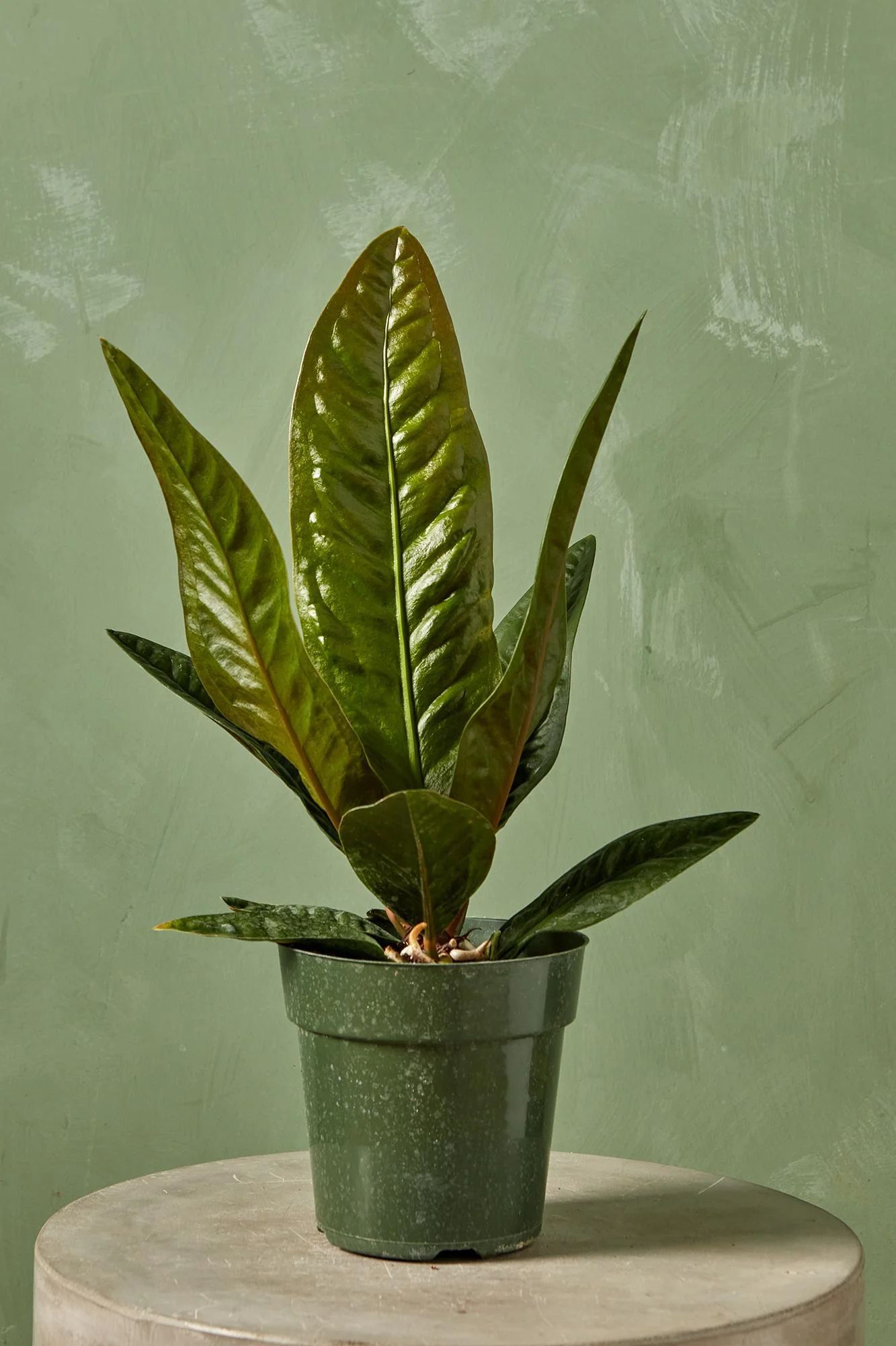 Anthurium superbum