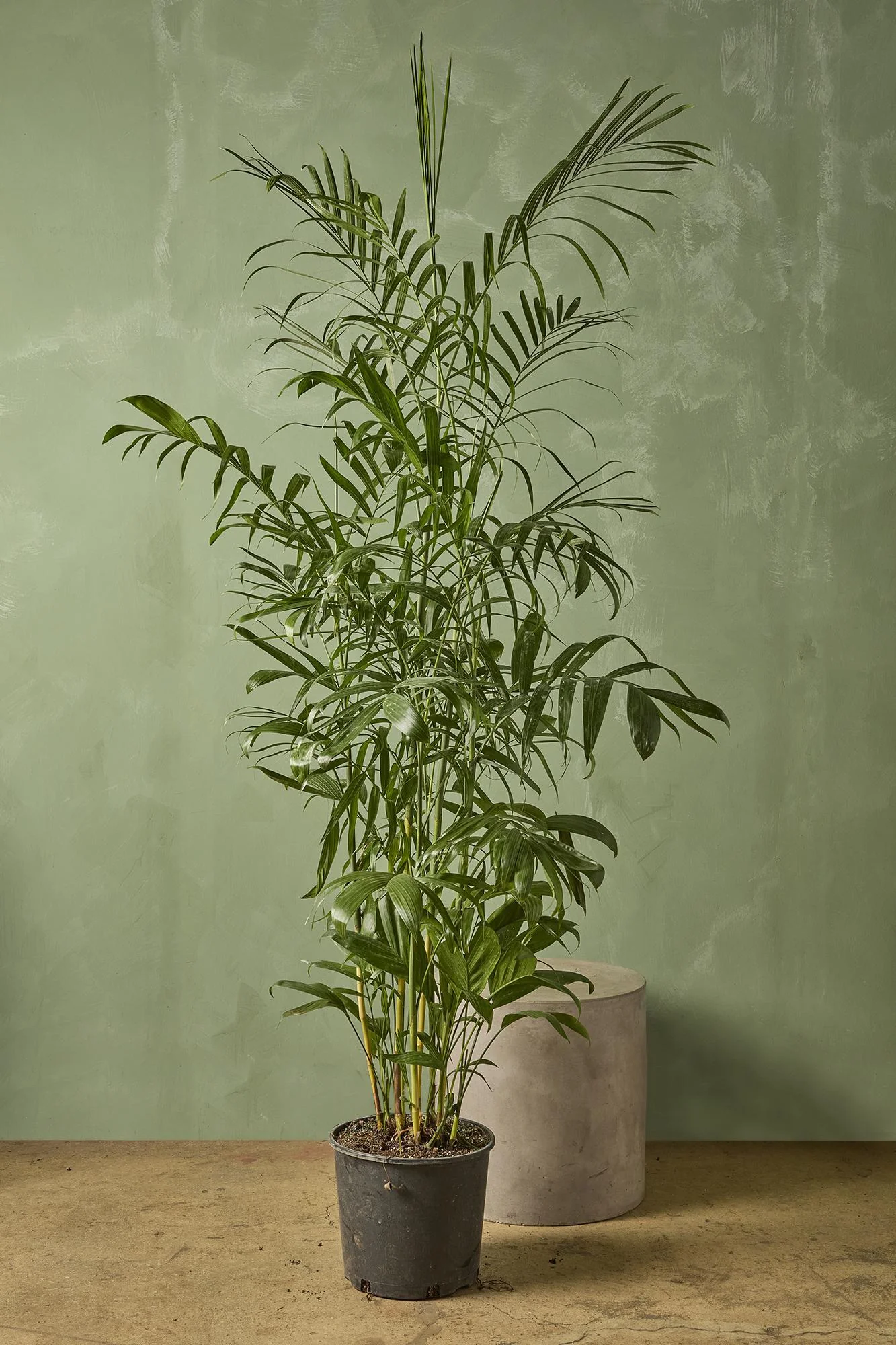 Bamboo Palm