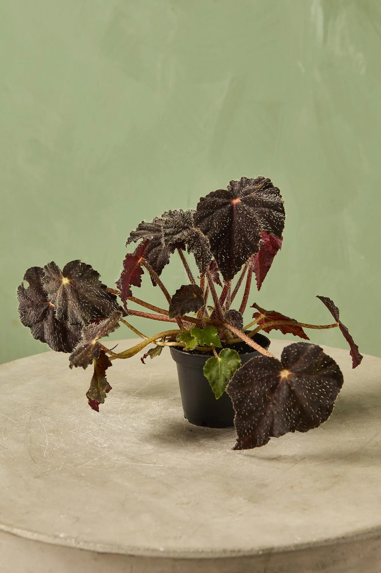 Begonia 'Hallows Eve'