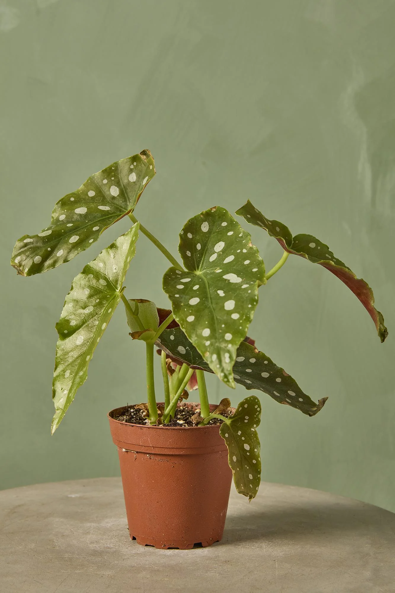 Begonia maculata