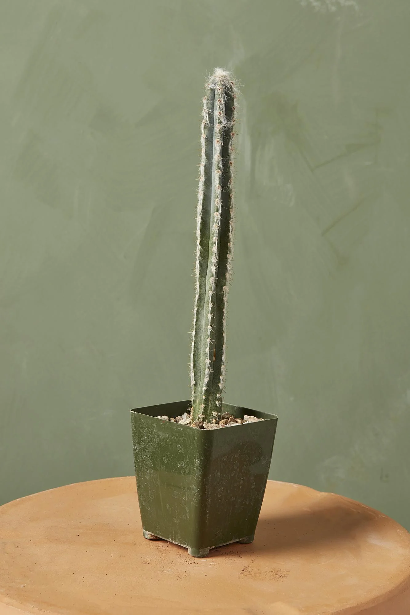 Blue Column Cactus