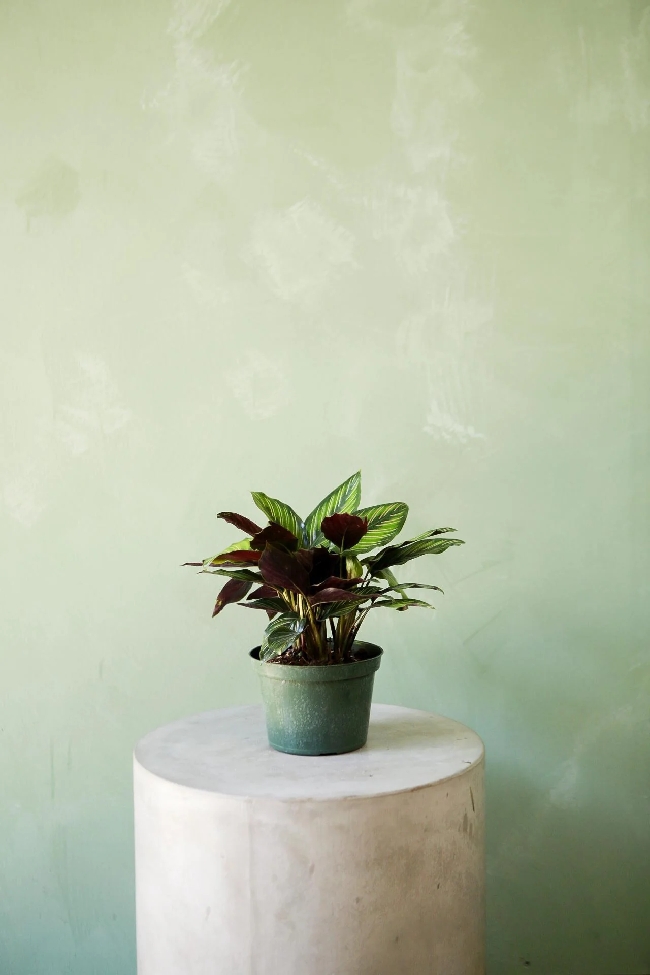 Calathea 'Beauty Star'