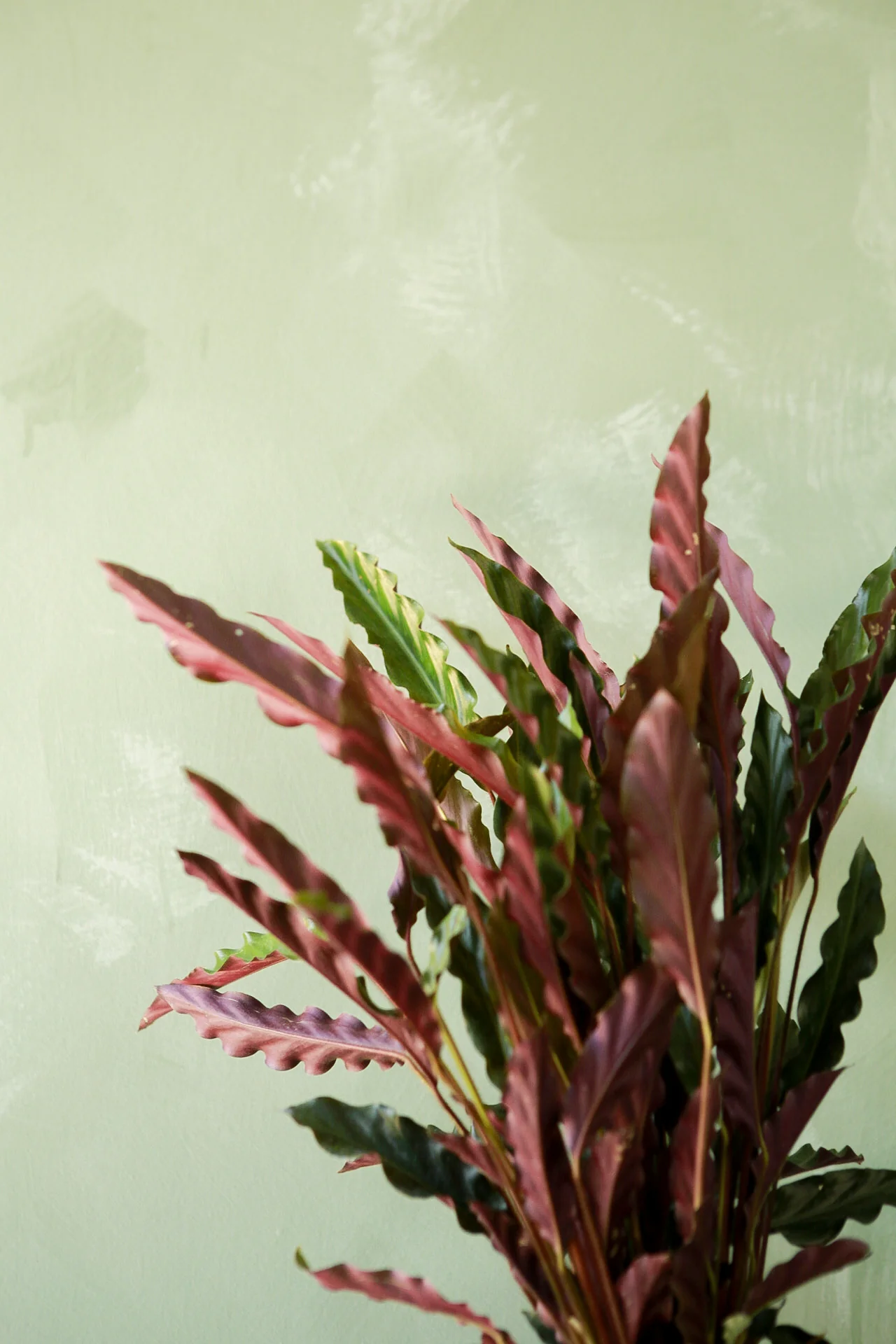 Calathea 'Furry Feather' - Image 3