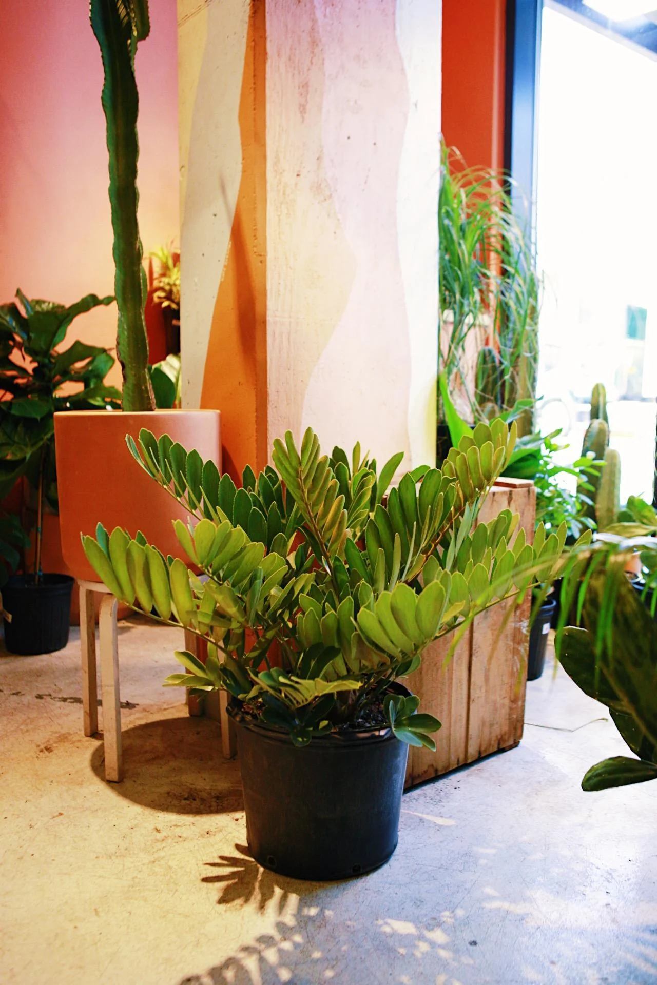 Cardboard Palm
