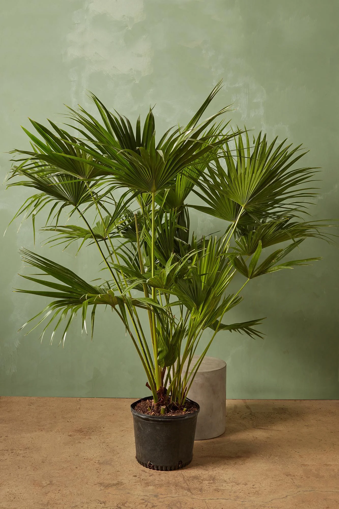 Chinese Fan Palm