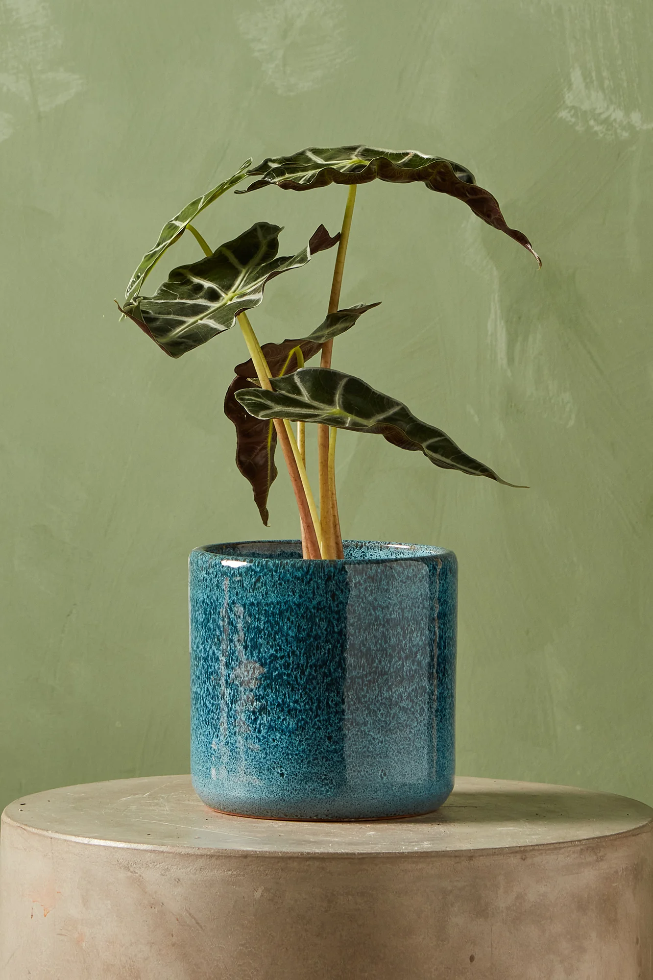 Clay Cylinder Planter - Image 4