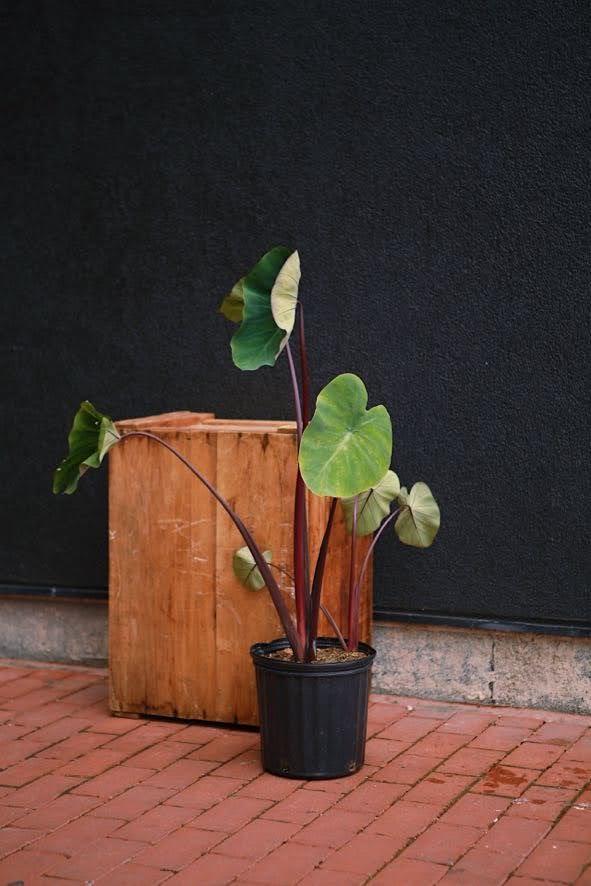 Colocasia 'Bikini-tini'