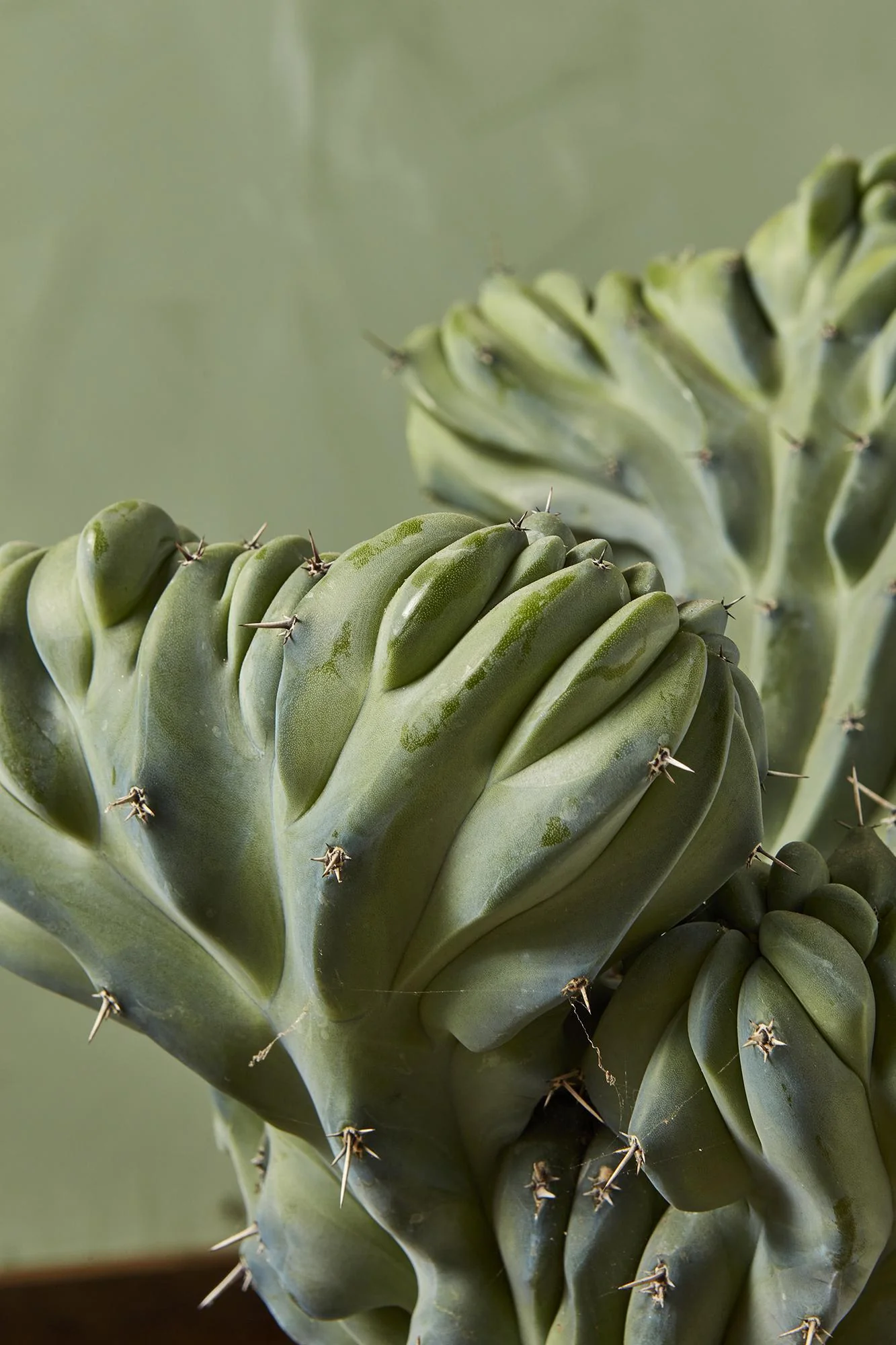 Crested Blue Myrtle Cactus