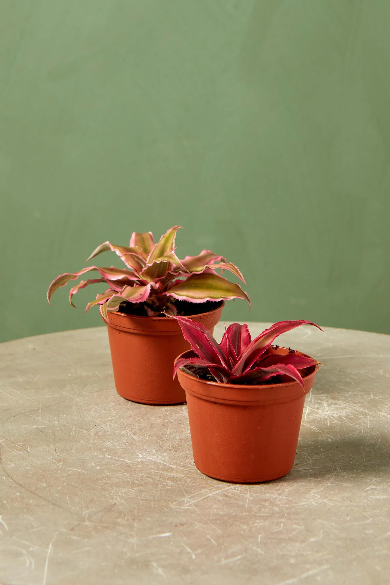 Cryptanthus