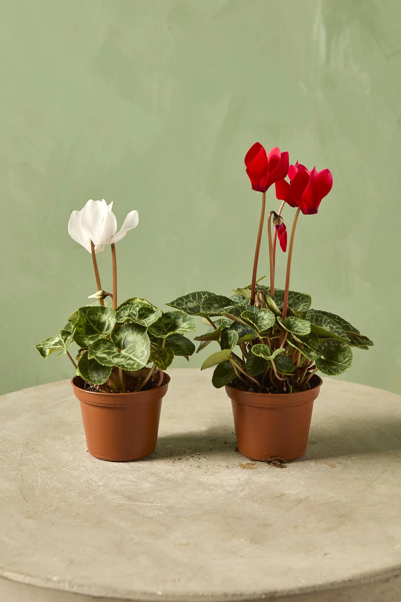 Cyclamen