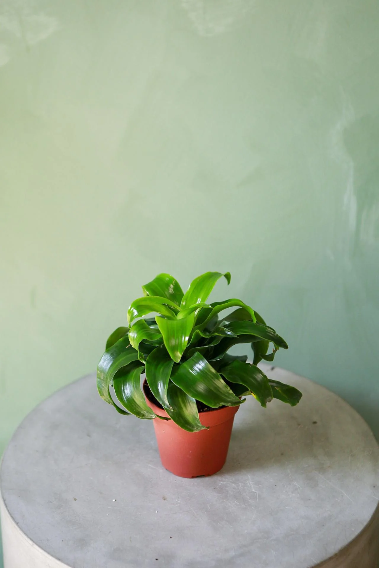 Dracaena 'Twister'