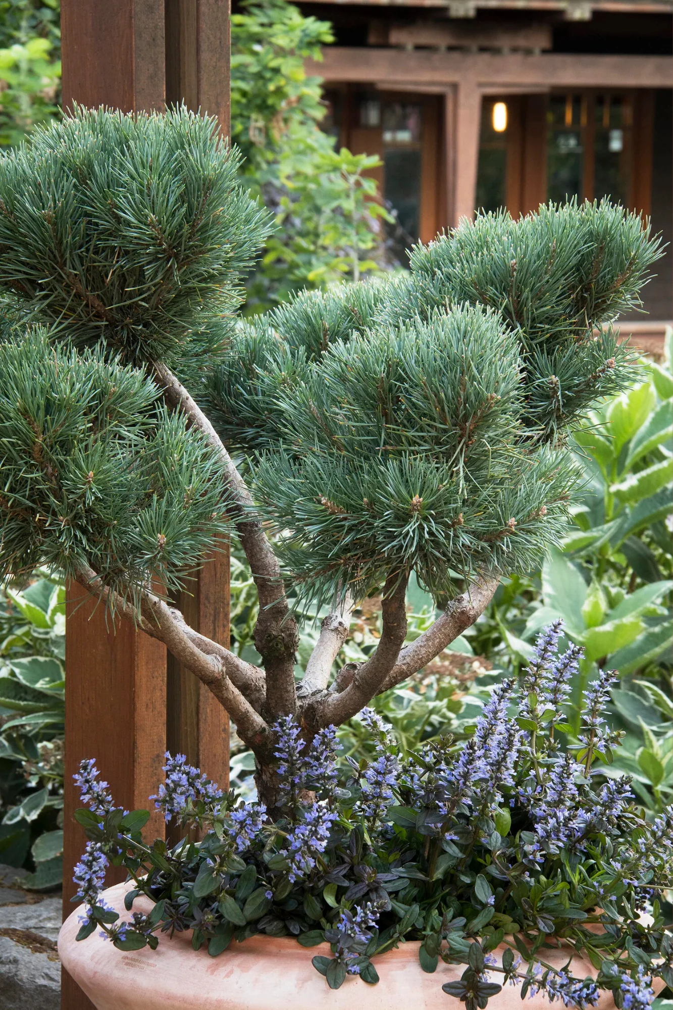 Dwarf Scotch Pine - Image 2