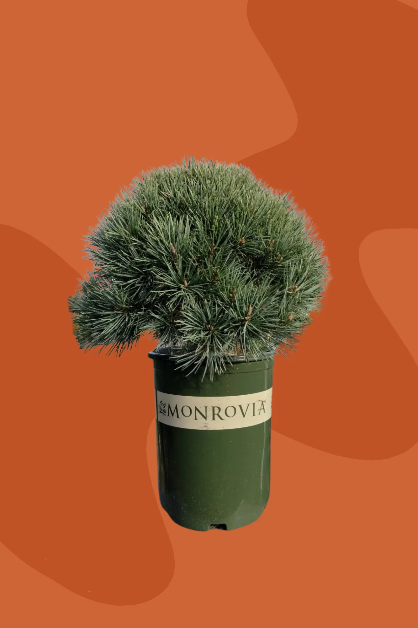 Dwarf Scotch Pine - Image 3