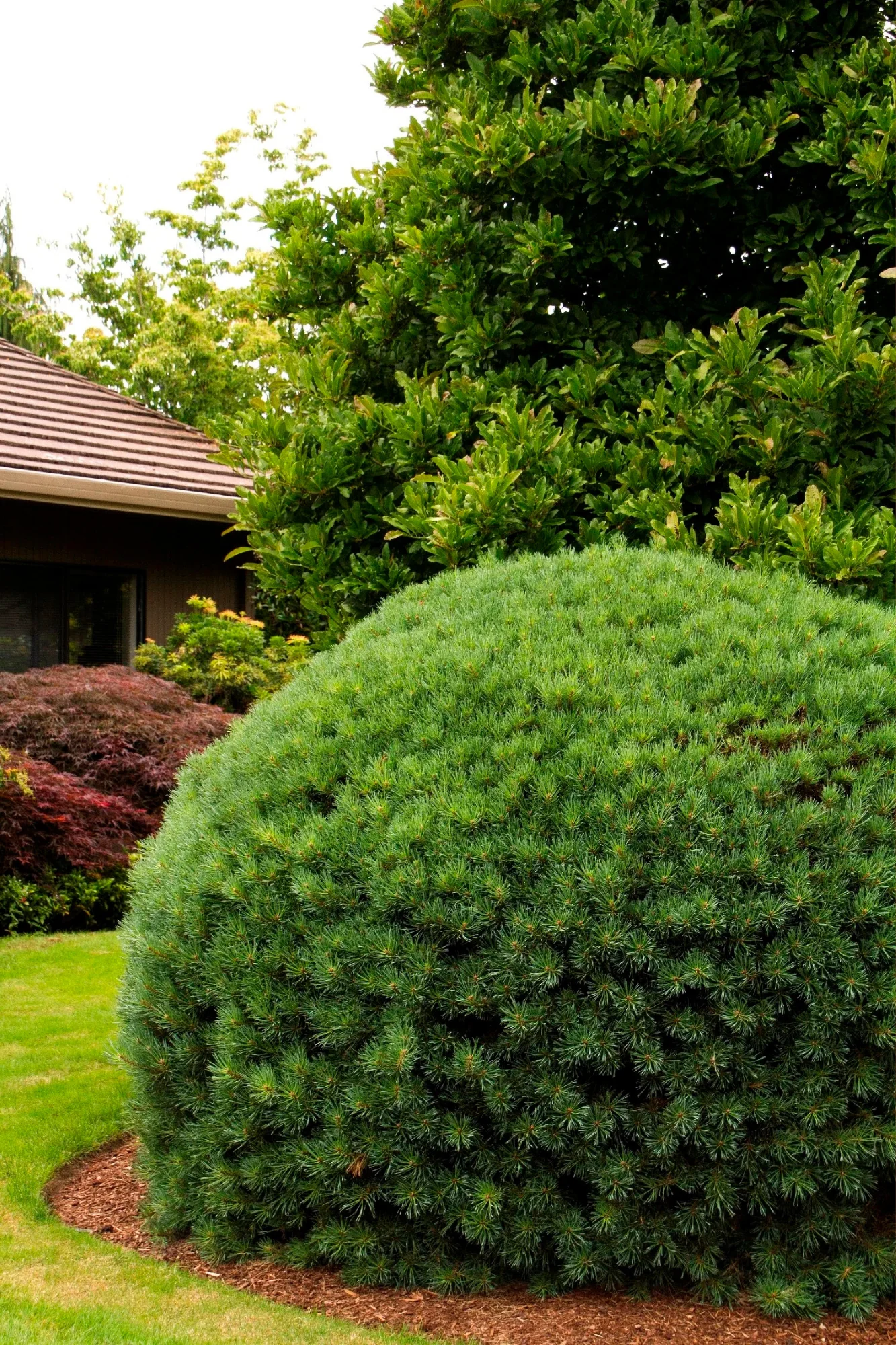 Dwarf Scotch Pine - Image 4