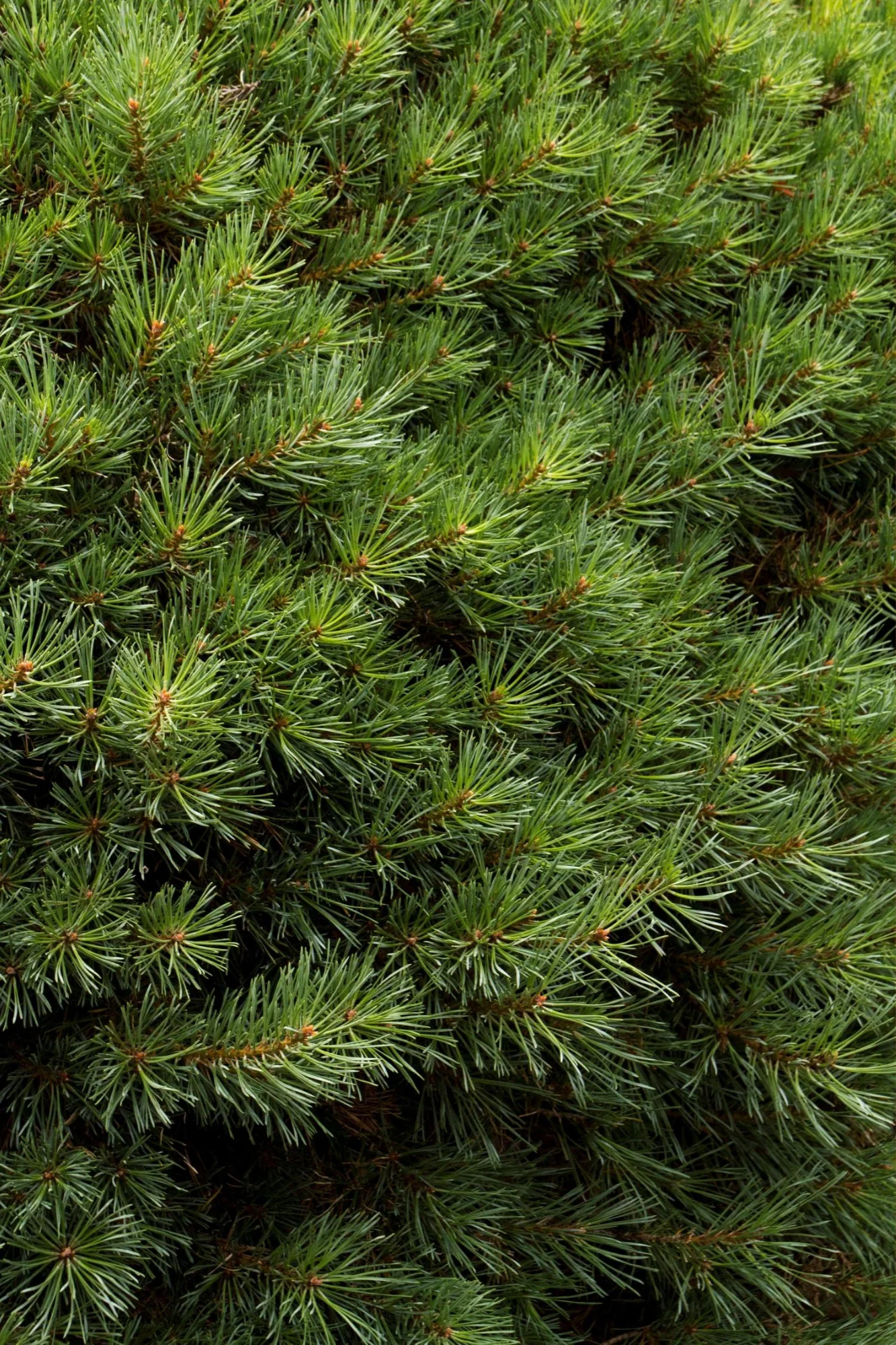 Dwarf Scotch Pine - Image 5