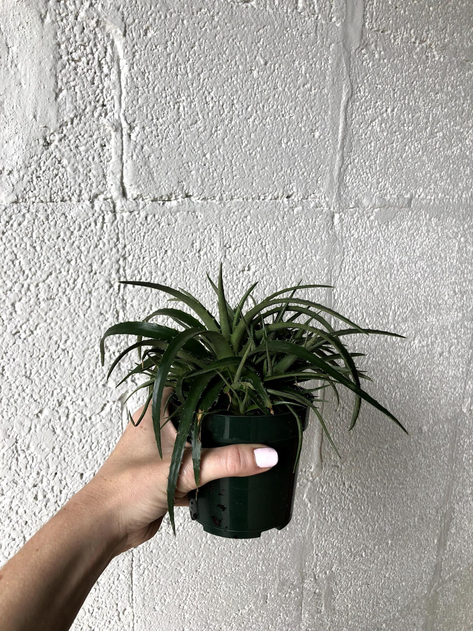 Dyckia 'Grape Jelly'