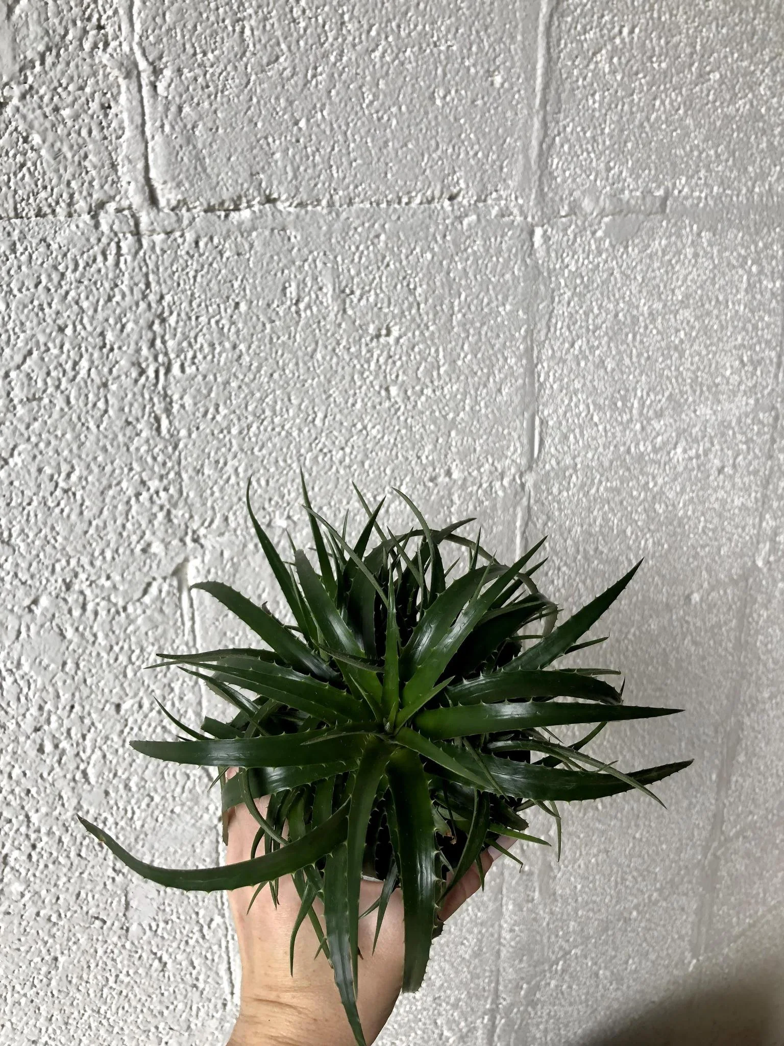 Dyckia 'Red'