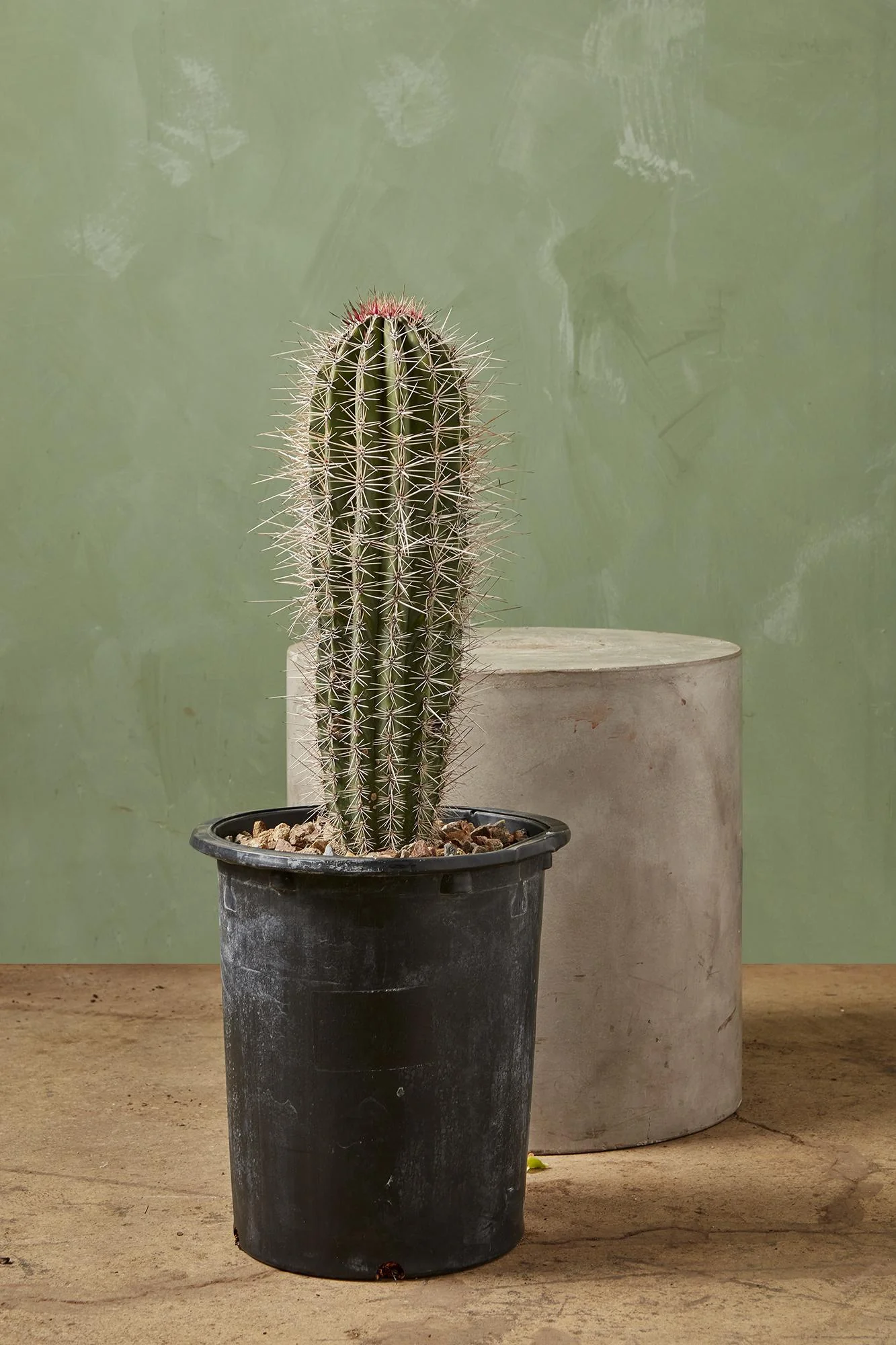 Elephant Cactus