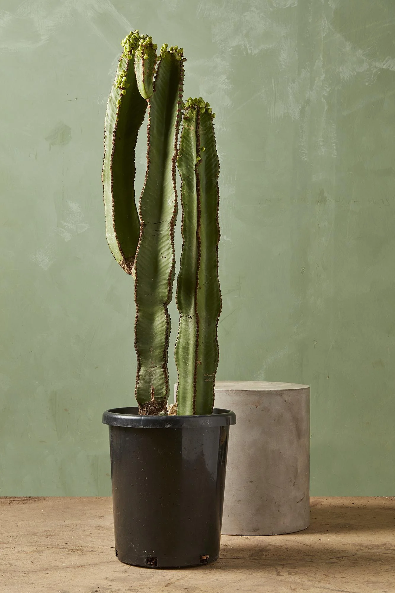 Euphorbia 'Chocolate Drop'
