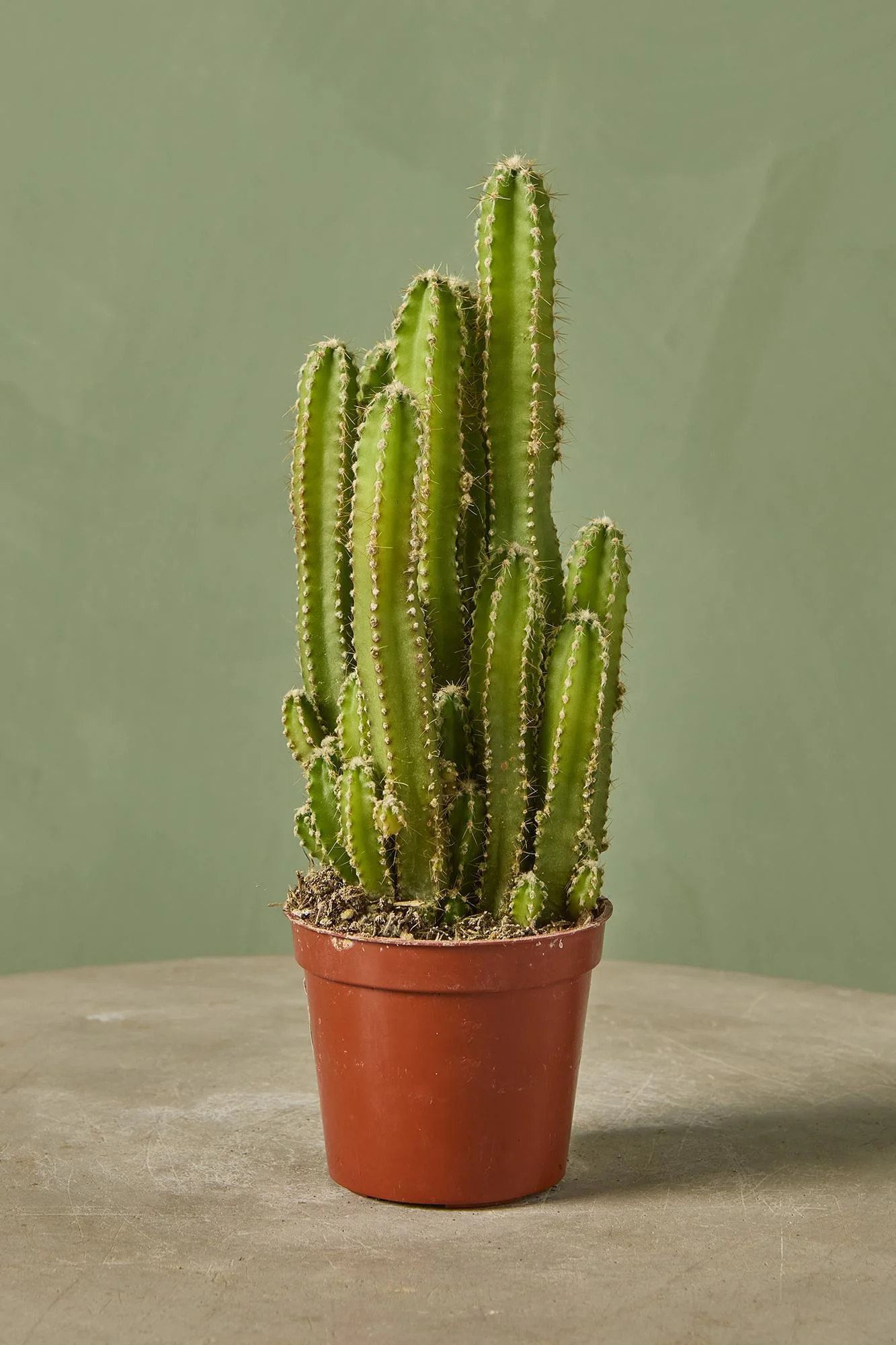Fairy Castle Cactus