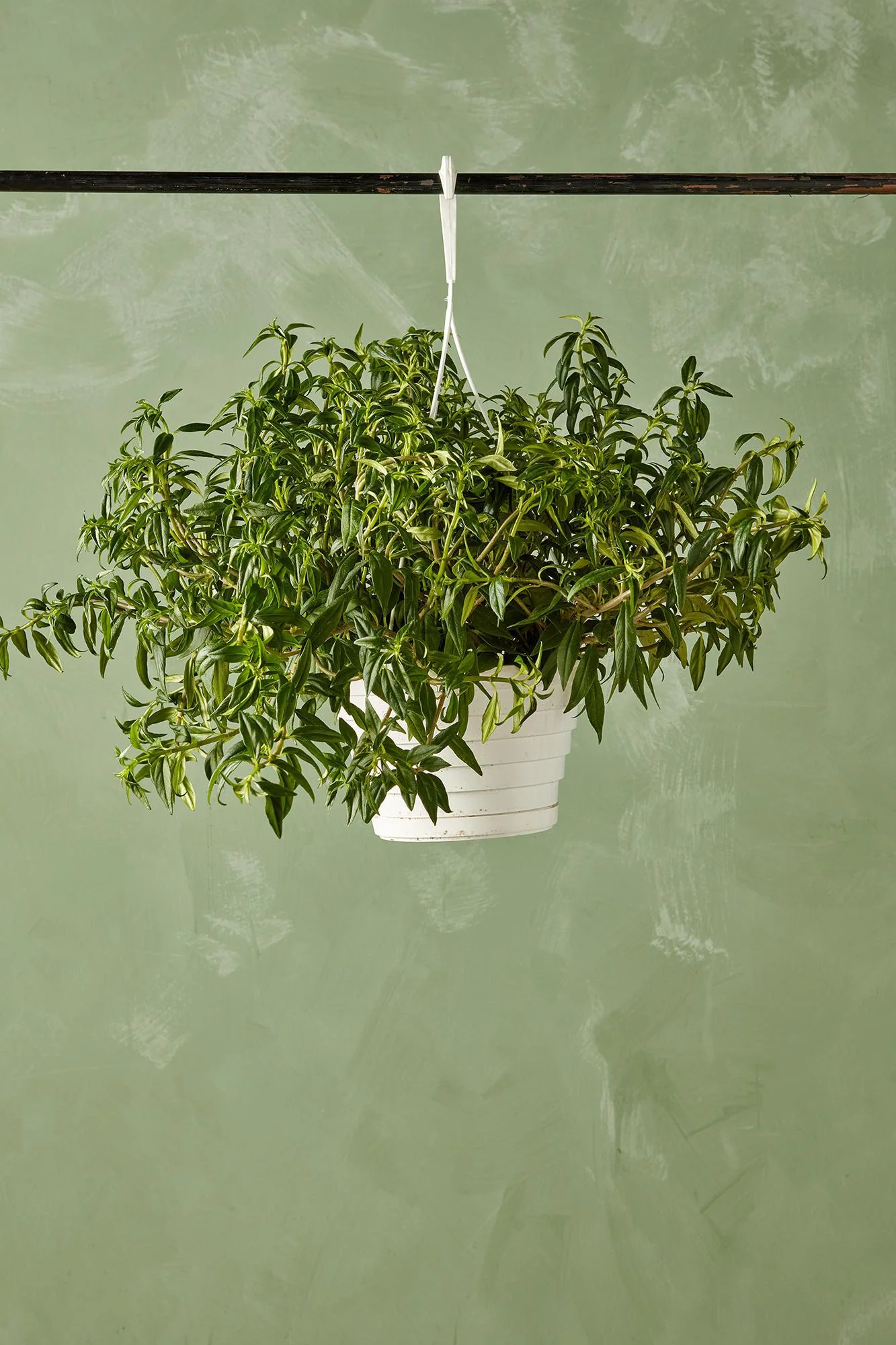 Flying Goldfish Plant