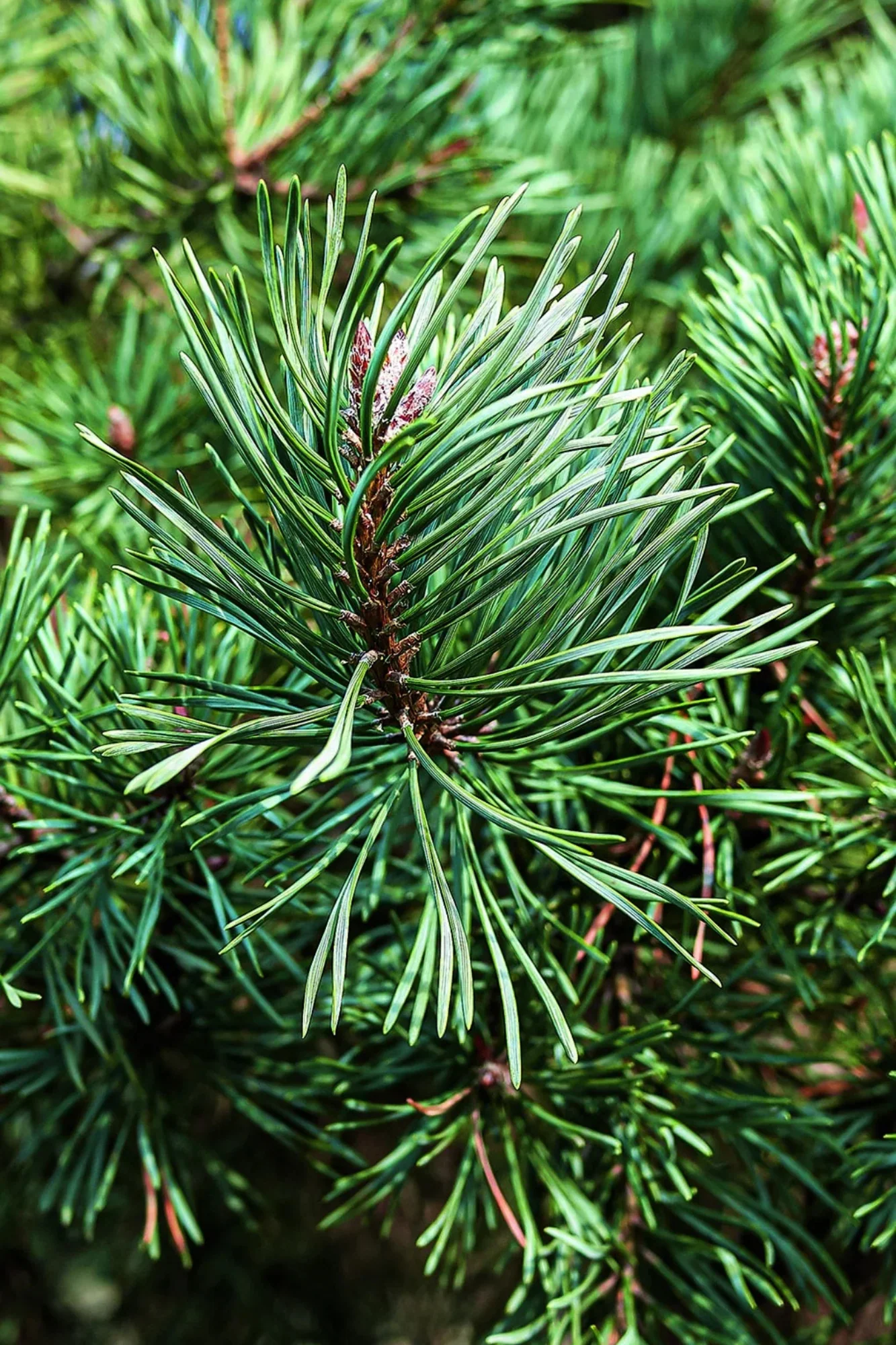 French Blue Scotch Pine - Image 2