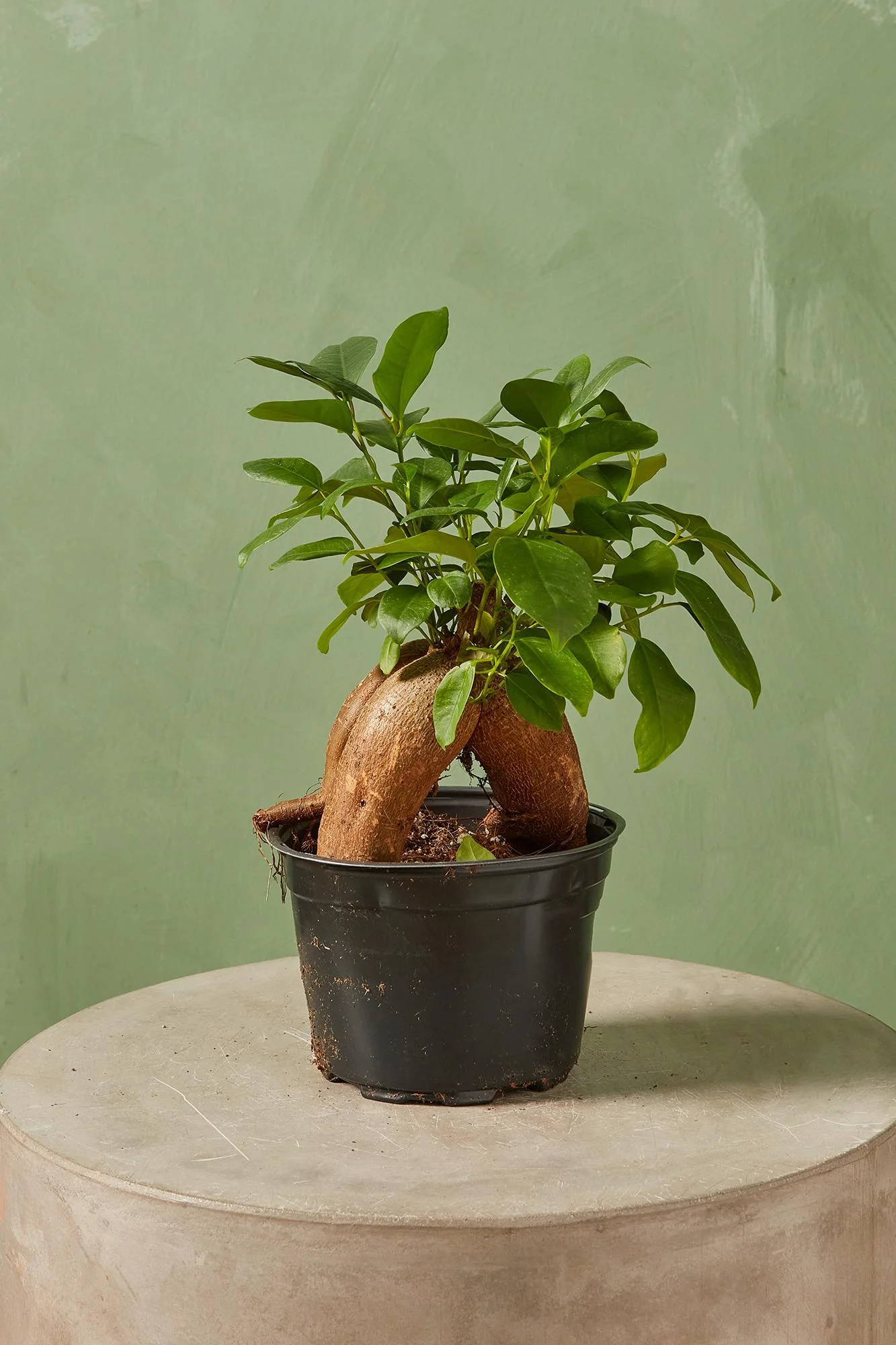 Ginseng Ficus