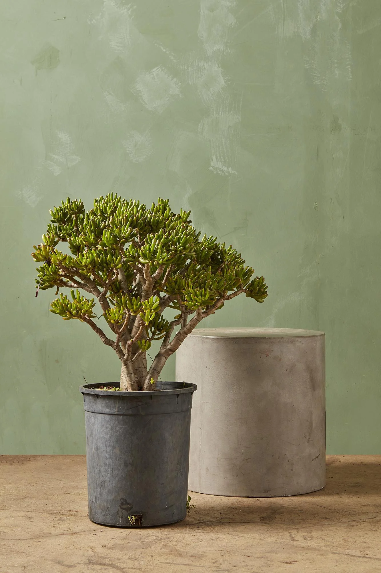 Jade Plant 'Gollum'