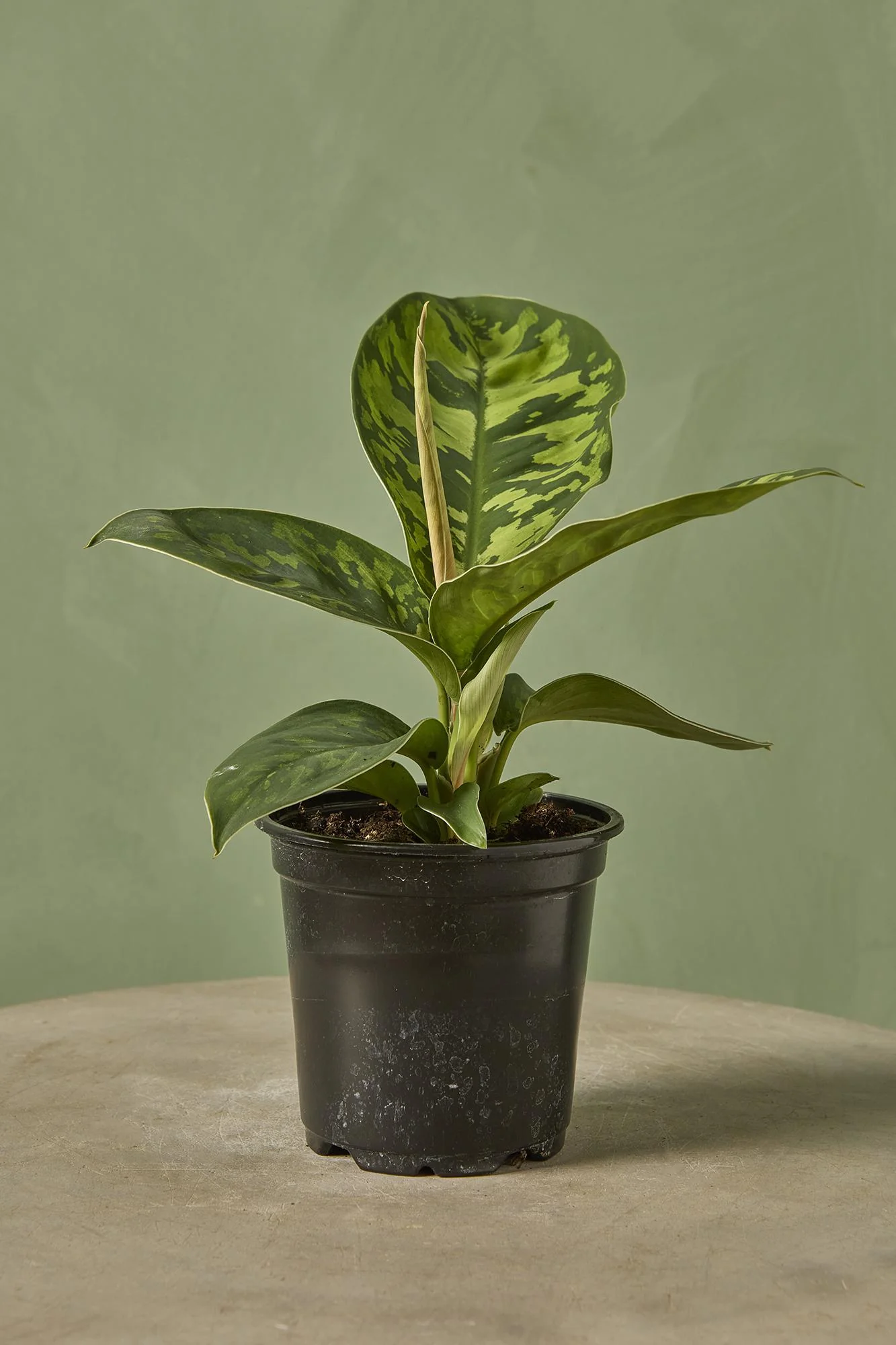 Homalomena 'Camouflage'