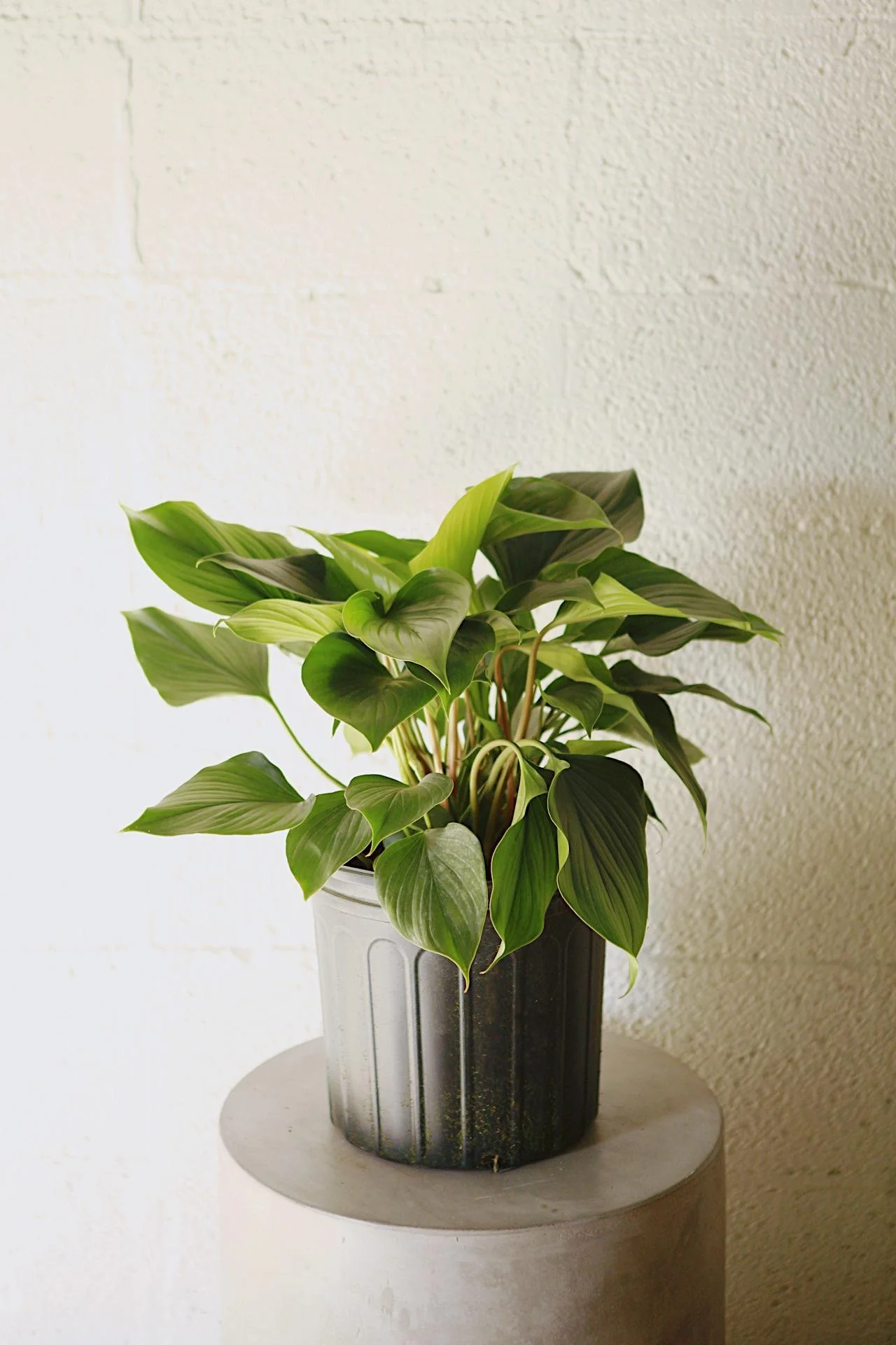 Homalomena Emerald Gem