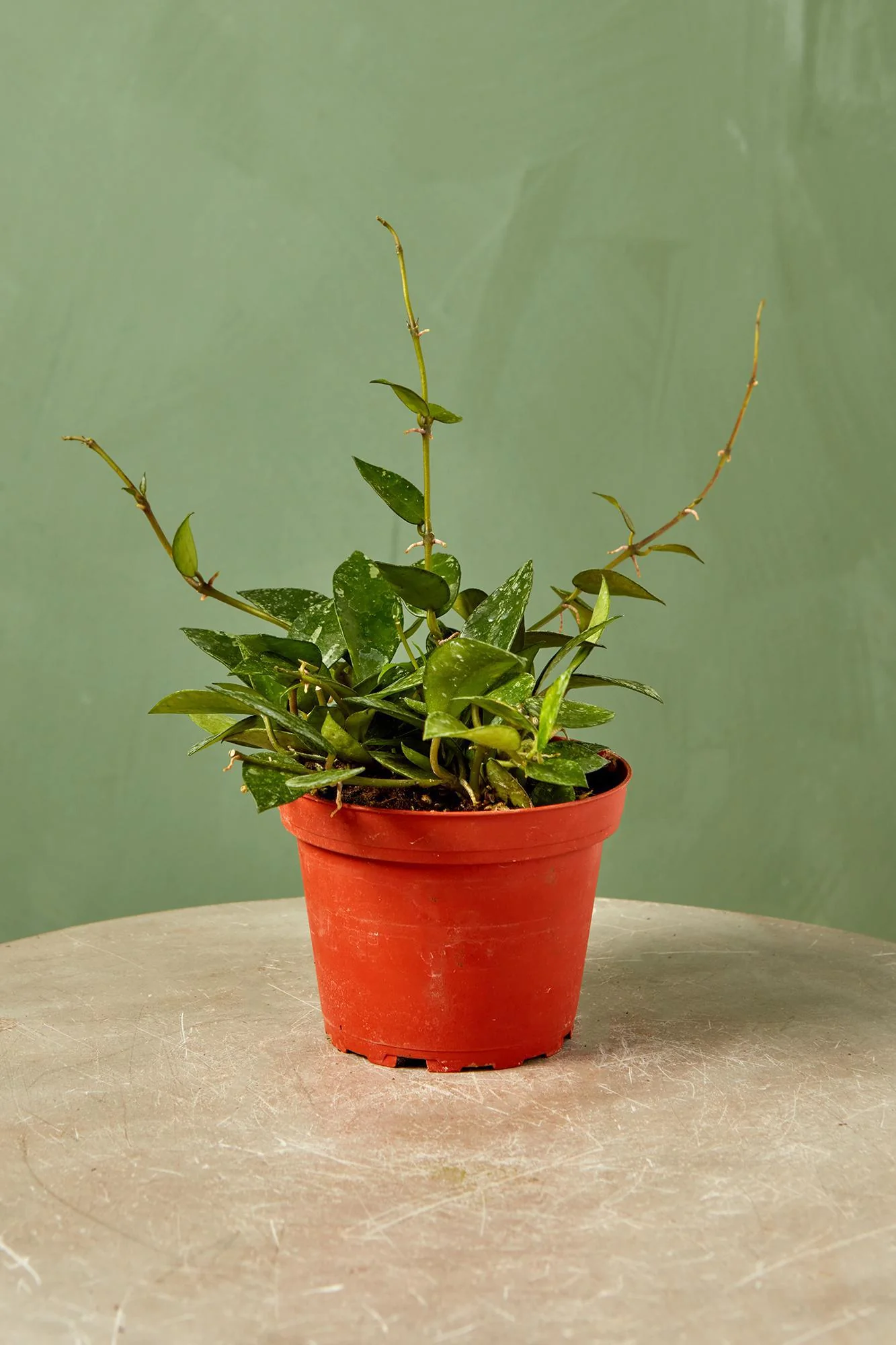 Hoya krohniana
