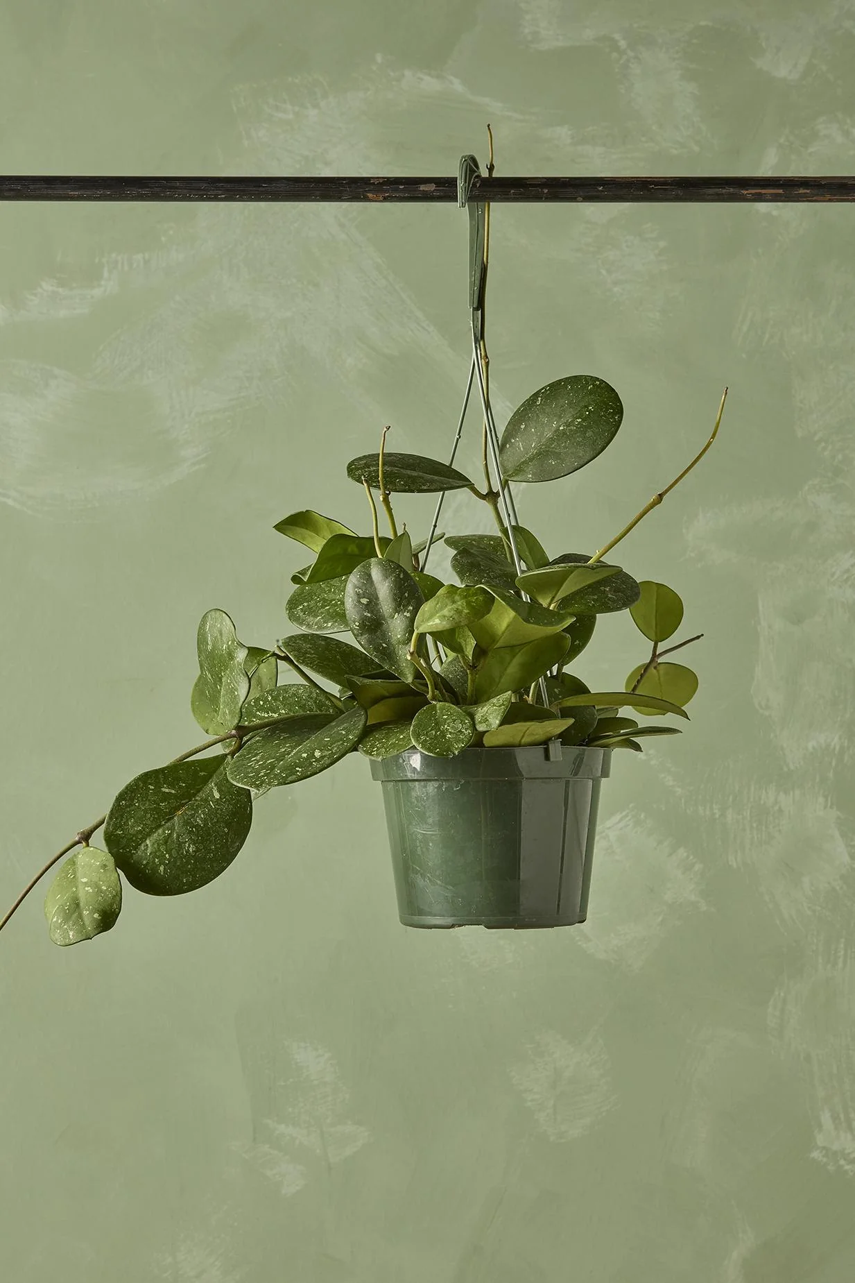 Hoya obovata