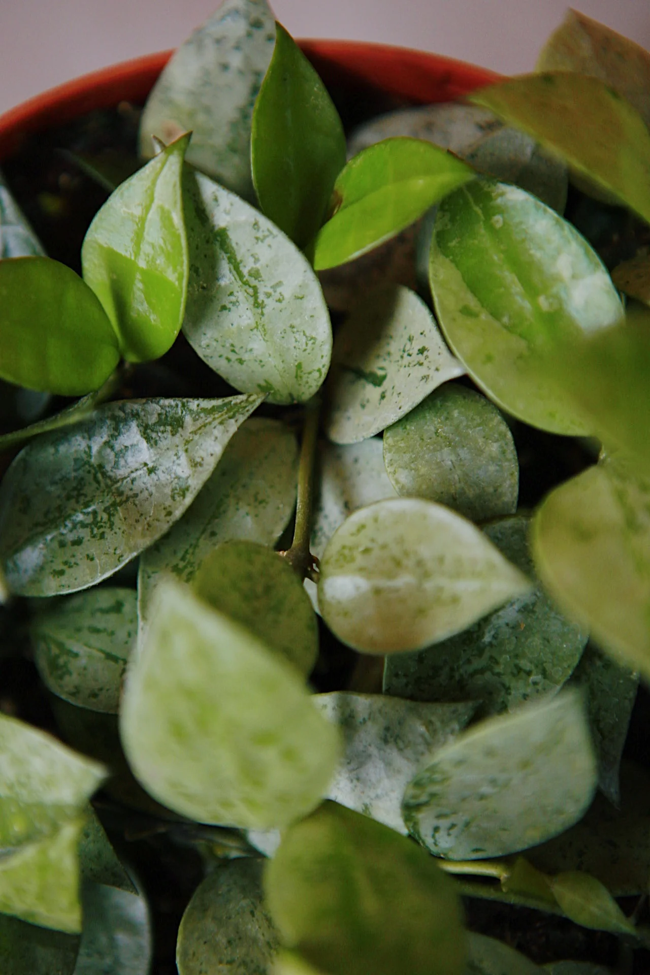 Hoya Krohniana 'Super Silver' - Image 6