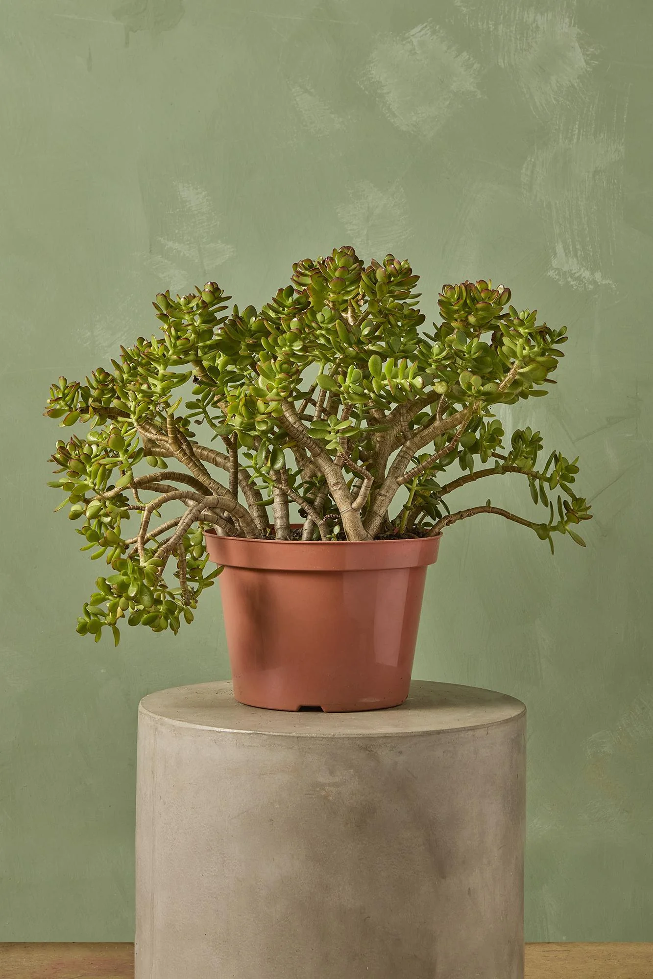 Jade Plant 'Crosby'