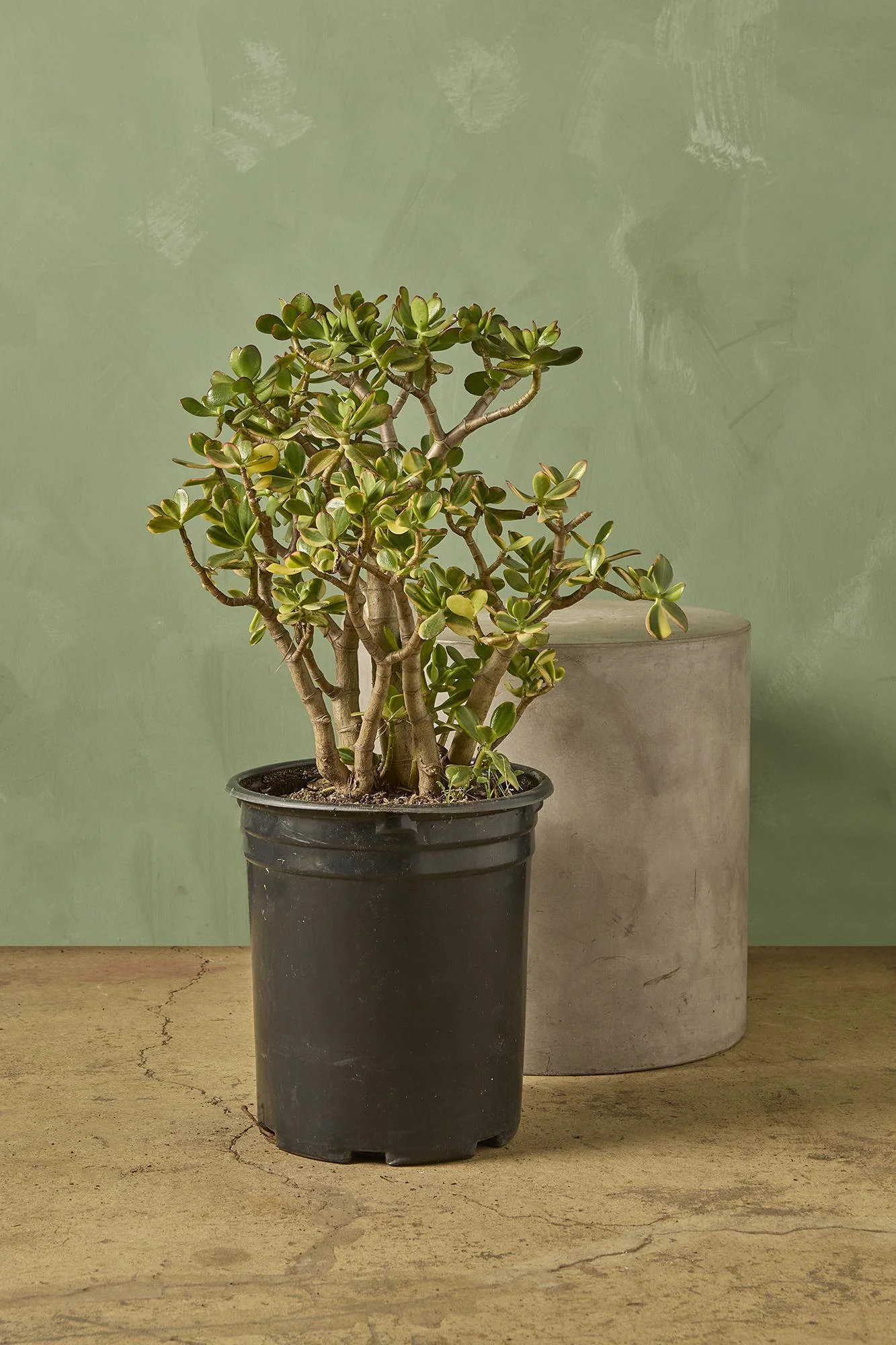 Jade Plant 'Sunset'