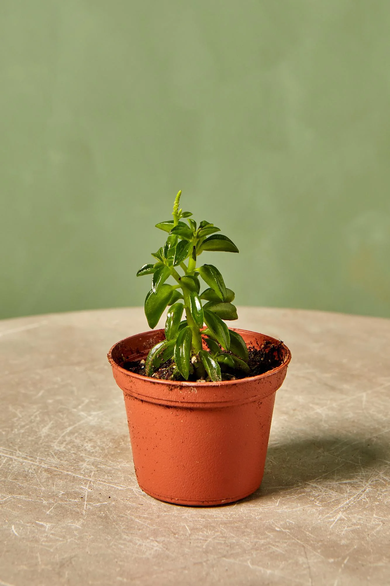 Peperomia axilaris
