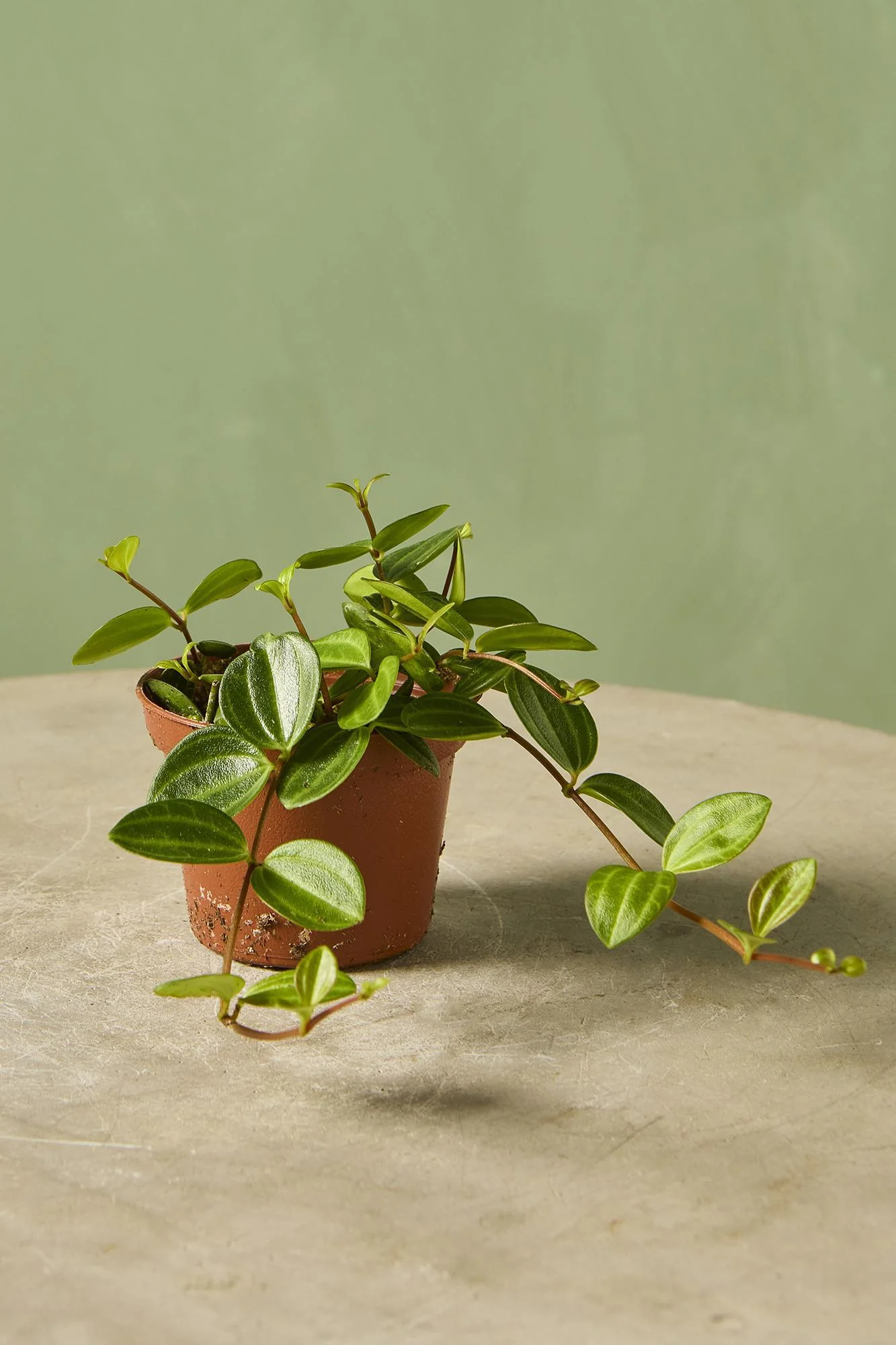 Peperomia 'Beetle'