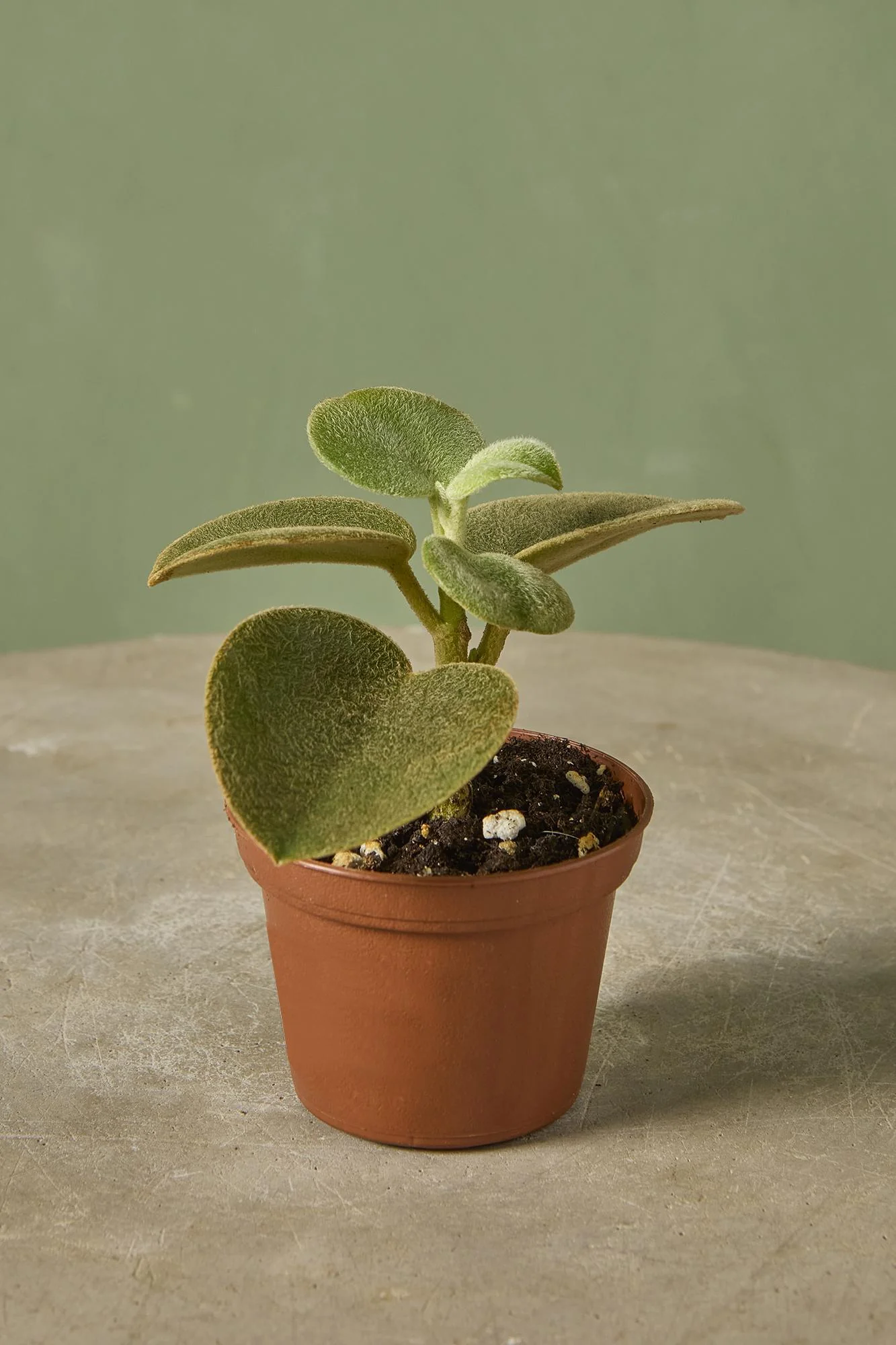 Peperomia incana